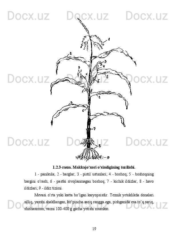 1.2.3-rasm. Makkajo‘xori o‘simligining tuzilishi.
1 - panikula;  2 -  barglar;  3 -  pistil  ustunlari;  4 -  boshoq;  5 -  boshoqning
bargini   o‘rash;   6   -   pastki   rivojlanmagan   boshoq;   7   -   kichik   ildizlar;   8   -   havo
ildizlari; 9 - ildiz tizimi.
Mevasi  o‘rta yoki katta bo‘lgan karyopsisdir. Texnik yetuklikda donalari
silliq, yaxshi shakllangan, ko‘pincha sariq rangga ega, pishganida esa to‘q sariq,
shishasimon, vazni 100-400 g gacha yetishi mumkin.
19 