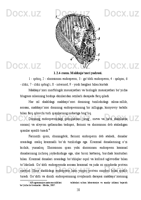 1.2.4-rasm. Makkajo‘xori yadrosi.
1 - qobiq; 2 - shoxsimon endosperm; 3 - go‘shtli endosperm; 4 - qalqon; 6
- ildiz; 7 - ildiz qobig‘i; 8 - internod; 9 - yosh barglari bilan kurtak
Makkajo‘xori morfologik xususiyatlari va biologik xususiyatlari bo‘yicha
blugrass oilasining boshqa ekinlaridan sezilarli darajada farq qiladi.
Har   xil   shakldagi   makkajo‘xori   donining   tuzilishidagi   xilma-xillik,
asosan,   makkajo‘xori   donining   endospermining   bir   xilligiga,   kimyoviy   tarkibi
bilan farq qiluvchi turli qismlarning nisbatiga bog‘liq.
Donning   endospermidagi   qobiqlardan   (urug‘,   meva   va   ba'zi   shakllarda
somon)   va   aleyron   qatlamidan   tashqari,   farinoz   va   shoxsimon   deb   ataladigan
qismlar ajralib turadi. 9
Farinozli   qism,   shuningdek,   farinoz   endosperm   deb   ataladi,   donalar
orasidagi   oraliq   kraxmalli   bo‘sh   tuzilishga   ega.   Kraxmal   donalarining   o‘zi
kichik,   yumaloq.   Shoxsimon   qism   yoki   shoxsimon   endosperm   kraxmal
donalarining   zichroq   joylashishiga   ega,   ular   biroz   kattaroq,   burchak   konturlari
bilan.   Kraxmal   donalari   orasidagi   bo‘shliqlar   oqsil   va   kolloid   uglevodlar   bilan
to‘ldiriladi. Go‘shtli  endospermda asosan kraxmal va juda oz miqdorda protein
mavjud.   Shox   shaklidagi   endosperm   ham   yuqori   protein   miqdori   bilan   ajralib
turadi. Go‘shtli va shoxli  endospermning rivojlanish darajasi  makkajo‘xorining
9
 AR agronomiya mutaxassisliklari  talabalari   uchun   laboratoriya   va   amaliy   ishlarni   bajarish
bo‘yicha ko‘rsatmalar - Media, 2007.
20 