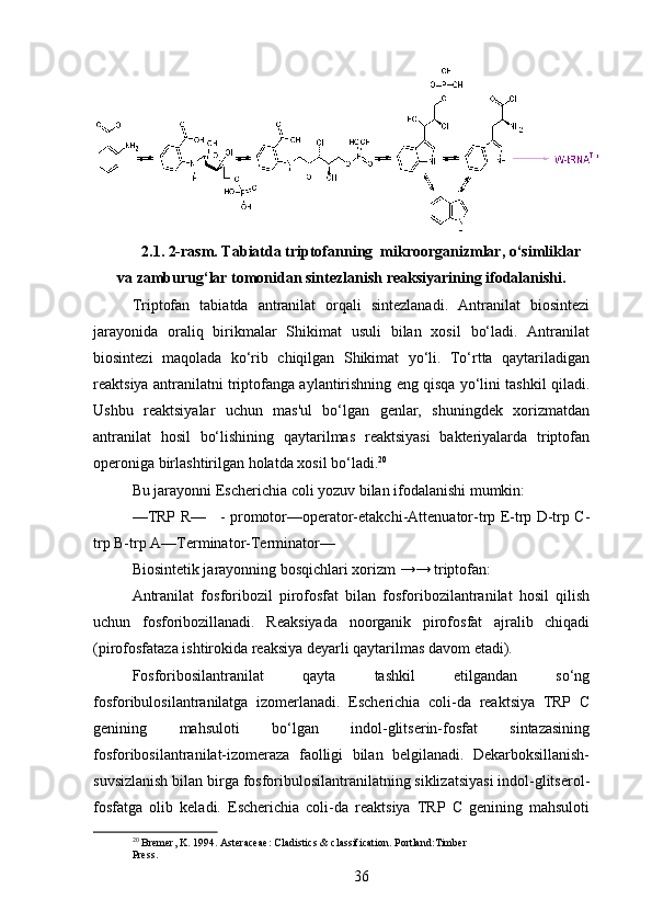 2.1. 2-rasm. Tabiatda triptofanning  mikroorganizmlar, o‘simliklar
va zamburug‘lar tomonidan sintezlanish reaksiyarining ifodalanishi.
Triptofan   tabiatda   antranilat   orqali   sintezlanadi.   Antranilat   biosintezi
jarayonida   oraliq   birikmalar   Shikimat   usuli   bilan   xosil   bo‘ladi.   Antranilat
biosintezi   maqolada   ko‘rib   chiqilgan   Shikimat   yo‘li.   To‘rtta   qaytariladigan
reaktsiya antranilatni triptofanga aylantirishning eng qisqa yo‘lini tashkil qiladi.
Ushbu   reaktsiyalar   uchun   mas'ul   bo‘lgan   genlar,   shuningdek   xorizmatdan
antranilat   hosil   bo‘lishining   qaytarilmas   reaktsiyasi   bakteriyalarda   triptofan
operoniga birlashtirilgan holatda xosil bo‘ladi. 20
Bu jarayonni Escherichia coli yozuv bilan ifodalanishi mumkin:
—TRP R—     - promotor—operator-etakchi-Attenuator-trp E-trp D-trp C-
trp B-trp A—Terminator-Terminator—
Biosintetik jarayonning bosqichlari xorizm →→ triptofan:
Antranilat   fosforibozil   pirofosfat   bilan   fosforibozilantranilat   hosil   qilish
uchun   fosforibozillanadi.   Reaksiyada   noorganik   pirofosfat   ajralib   chiqadi
(pirofosfataza ishtirokida reaksiya deyarli qaytarilmas davom etadi). 
Fosforibosilantranilat   qayta   tashkil   etilgandan   so‘ng
fosforibulosilantranilatga   izomerlanadi.   Escherichia   coli-da   reaktsiya   TRP   C
genining   mahsuloti   bo‘lgan   indol-glitserin-fosfat   sintazasining
fosforibosilantranilat-izomeraza   faolligi   bilan   belgilanadi.   Dekarboksillanish-
suvsizlanish bilan birga fosforibulosilantranilatning siklizatsiyasi indol-glitserol-
fosfatga   olib   keladi.   Escherichia   coli-da   reaktsiya   TRP   C   genining   mahsuloti
20
 Bremer, K. 1994. Asteraceae: Cladistics & classification. Portland:Timber 
Press.
36 