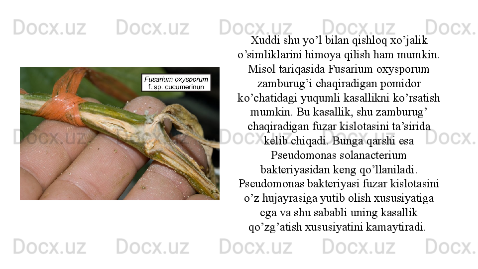 Xuddi shu yo’l bilan qishloq xo’jalik 
o’simliklarini himoya qilish ham mumkin. 
Misol tariqasida Fusarium oxysporum 
zamburug’i chaqiradigan pomidor 
ko’chatidagi yuqumli kasallikni ko’rsatish 
mumkin. Bu kasallik, shu zamburug’ 
chaqiradigan fuzar kislotasini ta’sirida 
kelib chiqadi. Bunga qarshi esa 
Pseudomonas solanacterium 
bakteriyasidan keng qo’llaniladi. 
Pseudomonas bakteriyasi fuzar kislotasini 
o’z hujayrasiga yutib olish xususiyatiga 
ega va shu sababli uning kasallik 
qo’zg’atish xususiyatini kamaytiradi.  