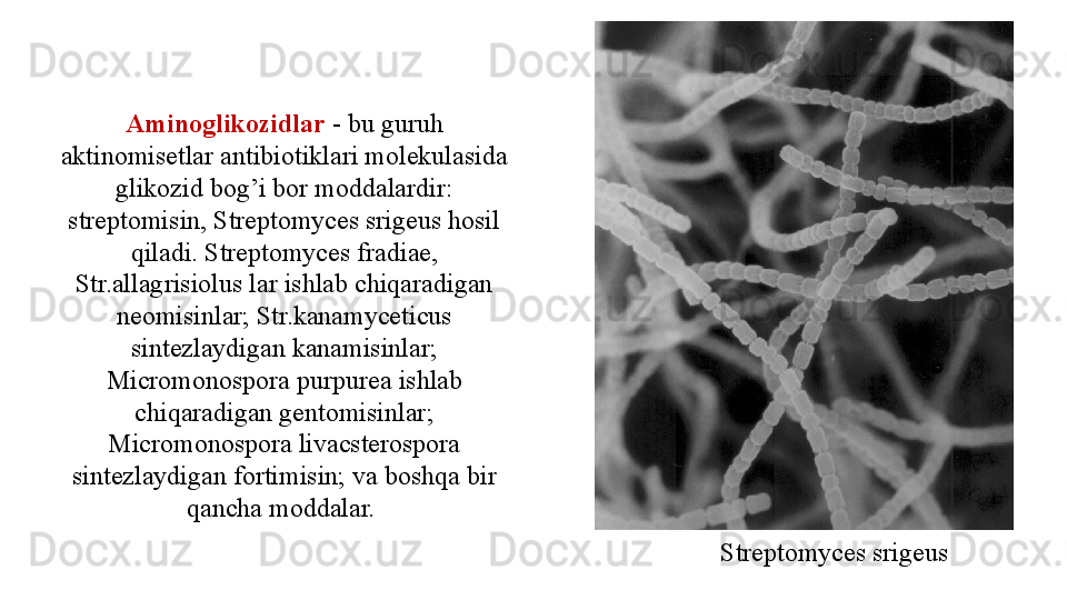 Aminoglikozidlar  - bu guruh 
aktinomisetlar antibiotiklari molekulasida 
glikozid bog’i bor moddalardir: 
streptomisin, Streptomyces srigeus hosil 
qiladi. Streptomyces fradiae, 
Str.allagrisiolus lar ishlab chiqaradigan 
neomisinlar; Str.kanamyceticus 
sintezlaydigan kanamisinlar; 
Micromonospora purpurea ishlab 
chiqaradigan gentomisinlar; 
Micromonospora livacsterospora 
sintezlaydigan fortimisin; va boshqa bir 
qancha moddalar. 
Streptomyces srigeus  