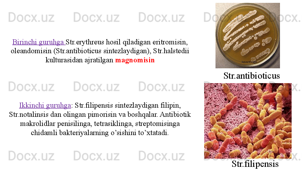 Birinchi guruhga  Str.erythreus hosil qiladigan eritromisin, 
oleandomisin (Str.antibioticus sintezlaydigan), Str.halstedii 
kulturasidan ajratilgan  magnomisin
Ikkinchi guruhga : Str.filipensis sintezlaydigan filipin, 
Str.notalinsis dan olingan pimorisin va boshqalar. Antibiotik 
makrolidlar penisilinga, tetrasiklinga, streptomisinga 
chidamli bakteriyalarning o’sishini to’xtatadi. Str.antibioticus
Str.filipensis 