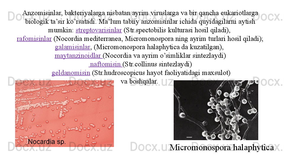 Anzomisinlar, bakteriyalarga nisbatan ayrim viruslarga va bir qancha eukariotlarga 
biologik ta’sir ko’rsatadi. Ma’lum tabiiy anzomisinlar ichida quyidagilarni aytish 
mumkin:  streptovarisinlar  (Str.spectobilis kulturasi hosil qiladi), 
rafomisinlar  (Nocordia mediterranea, Micromonospora ning ayrim turlari hosil qiladi); 
galamisinlar , (Micromonospora halaphytica da kuzatilgan), 
maytanzinoidlar  (Nocordia va ayrim o’simliklar sintezlaydi)
  naftomisin  (Str.collinus sintezlaydi)
  geldanomisin  (Str.hudroscopicus hayot faoliyatidagi maxsulot)
va boshqalar. 
Micromonospora halaphytica  