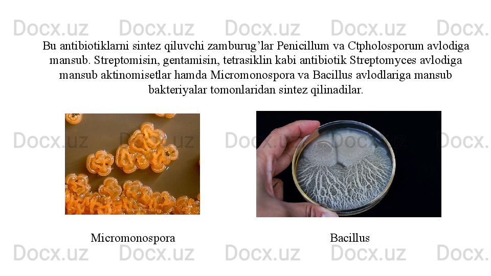 Bu antibiotiklarni sintez qiluvchi zamburug’lar Penicillum va Ctpholosporum avlodiga 
mansub. Streptomisin, gentamisin, tetrasiklin kabi antibiotik Streptomyces avlodiga 
mansub aktinomisetlar hamda Micromonospora va Bacillus avlodlariga mansub 
bakteriyalar tomonlaridan sintez qilinadilar.
Micromonospora Bacillus 