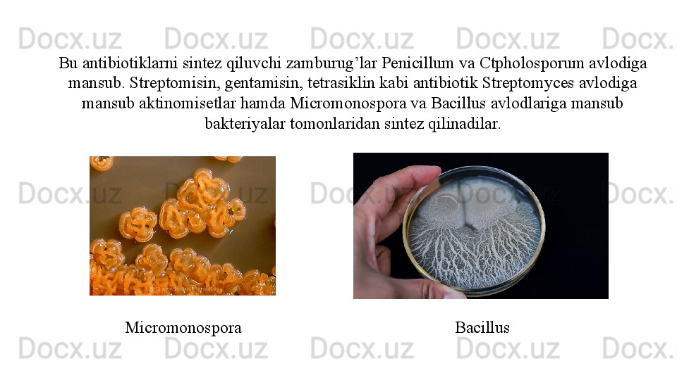 Bu antibiotiklarni sintez qiluvchi zamburug’lar Penicillum va Ctpholosporum avlodiga 
mansub. Streptomisin, gentamisin, tetrasiklin kabi antibiotik Streptomyces avlodiga 
mansub aktinomisetlar hamda Micromonospora va Bacillus avlodlariga mansub 
bakteriyalar tomonlaridan sintez qilinadilar.
Micromonospora Bacillus