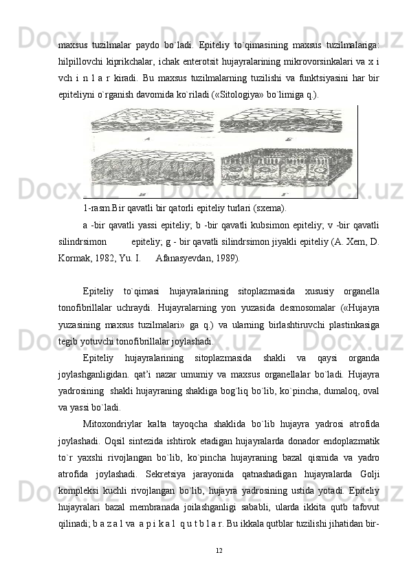 maxsus   tuzilmalar   paydo   bo`ladi.   Epiteliy   to`qimasining   maxsus   tuzilmalariga:
hilpillovchi   kiprikchalar,  ichak  enterotsit  hujayralarining mikrovorsinkalari   va x  i
vch   i   n   l   a   r   kiradi.   Bu   maxsus   tuzilmalarning   tuzilishi   va   funktsiyasini   har   bir
epiteliyni o`rganish davomida ko`riladi («Sitologiya» bo`limiga q.).
1-rasm.Bir qavatli bir qatorli epiteliy turlari (sxema).
a   -bir   qavatli   yassi   epiteliy;   b   -bir   qavatli   kubsimon   epiteliy;   v   -bir   qavatli
silindrsimon  epiteliy; g - bir qavatli silindrsimon jiyakli epiteliy (A. Xem, D.
Kormak, 1982, Yu. I.  Afanasyevdan, 1989).
Epiteliy   to`qimasi   hujayralarining   sitoplazmasida   xususiy   organella
tonofibrillalar   uchraydi.   Hujayralarning   yon   yuzasida   desmosomalar   («Hujayra
yuzasining   maxsus   tuzilmalari»   ga   q.)   va   ularning   birlashtiruvchi   plastinkasiga
tegib yotuvchi tonofibrillalar joylashadi.
Epiteliy   hujayralarining   sitoplazmasida   shakli   va   qaysi   organda
joylashganligidan.   qat’i   nazar   umumiy   va   maxsus   organellalar   bo`ladi.   Hujayra
yadrosining   shakli hujayraning shakliga bog`liq bo`lib, ko`pincha, dumaloq, oval
va yassi bo`ladi.
Mitoxondriylar   kalta   tayoqcha   shaklida   bo`lib   hujayra   yadrosi   atrofida
joylashadi.   Oqsil   sintezida   ishtirok   etadigan   hujayralarda   donador   endoplazmatik
to`r   yaxshi   rivojlangan   bo`lib,   ko`pincha   hujayraning   bazal   qismida   va   yadro
atrofida   joylashadi.   Sekretsiya   jarayonida   qatnashadigan   hujayralarda   Golji
kompleksi   kuchli   rivojlangan   bo`lib,   hujayra   yadrosining   ustida   yotadi.   Epiteliy
hujayralari   bazal   membranada   joilashganligi   sababli,   ularda   ikkita   qutb   tafovut
qilinadi; b a z a l va  a p i k a l  q u t b l a r. Bu ikkala qutblar tuzilishi jihatidan bir-
12 