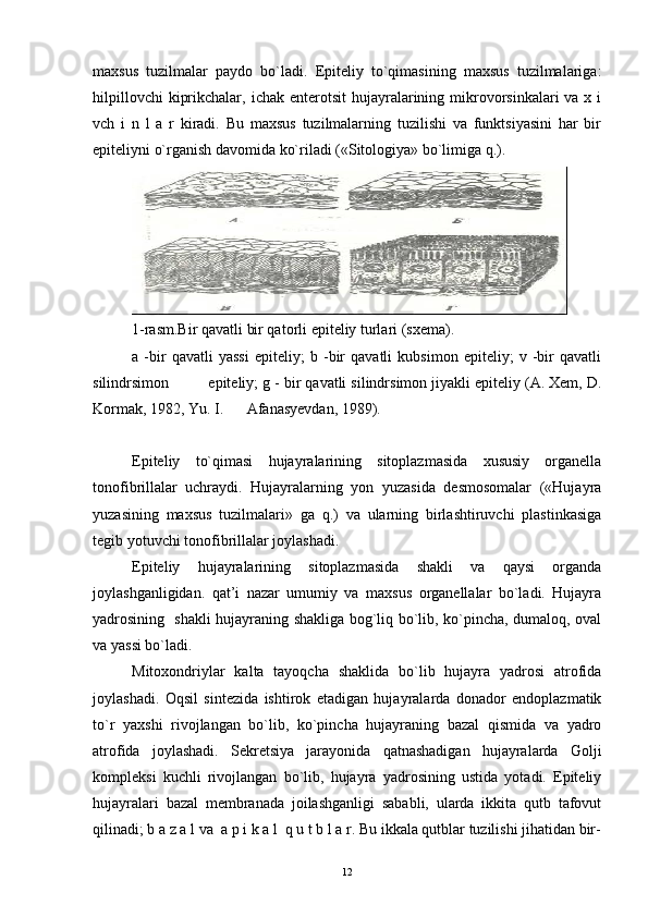 maxsus   tuzilmalar   paydo   bo`ladi.   Epiteliy   to`qimasining   maxsus   tuzilmalariga:
hilpillovchi   kiprikchalar,  ichak  enterotsit  hujayralarining mikrovorsinkalari   va x  i
vch   i   n   l   a   r   kiradi.   Bu   maxsus   tuzilmalarning   tuzilishi   va   funktsiyasini   har   bir
epiteliyni o`rganish davomida ko`riladi («Sitologiya» bo`limiga q.).
1-rasm.Bir qavatli bir qatorli epiteliy turlari (sxema).
a   -bir   qavatli   yassi   epiteliy;   b   -bir   qavatli   kubsimon   epiteliy;   v   -bir   qavatli
silindrsimon  epiteliy; g - bir qavatli silindrsimon jiyakli epiteliy (A. Xem, D.
Kormak, 1982, Yu. I.  Afanasyevdan, 1989).
Epiteliy   to`qimasi   hujayralarining   sitoplazmasida   xususiy   organella
tonofibrillalar   uchraydi.   Hujayralarning   yon   yuzasida   desmosomalar   («Hujayra
yuzasining   maxsus   tuzilmalari»   ga   q.)   va   ularning   birlashtiruvchi   plastinkasiga
tegib yotuvchi tonofibrillalar joylashadi.
Epiteliy   hujayralarining   sitoplazmasida   shakli   va   qaysi   organda
joylashganligidan.   qat’i   nazar   umumiy   va   maxsus   organellalar   bo`ladi.   Hujayra
yadrosining   shakli hujayraning shakliga bog`liq bo`lib, ko`pincha, dumaloq, oval
va yassi bo`ladi.
Mitoxondriylar   kalta   tayoqcha   shaklida   bo`lib   hujayra   yadrosi   atrofida
joylashadi.   Oqsil   sintezida   ishtirok   etadigan   hujayralarda   donador   endoplazmatik
to`r   yaxshi   rivojlangan   bo`lib,   ko`pincha   hujayraning   bazal   qismida   va   yadro
atrofida   joylashadi.   Sekretsiya   jarayonida   qatnashadigan   hujayralarda   Golji
kompleksi   kuchli   rivojlangan   bo`lib,   hujayra   yadrosining   ustida   yotadi.   Epiteliy
hujayralari   bazal   membranada   joilashganligi   sababli,   ularda   ikkita   qutb   tafovut
qilinadi; b a z a l va  a p i k a l  q u t b l a r. Bu ikkala qutblar tuzilishi jihatidan bir-
12