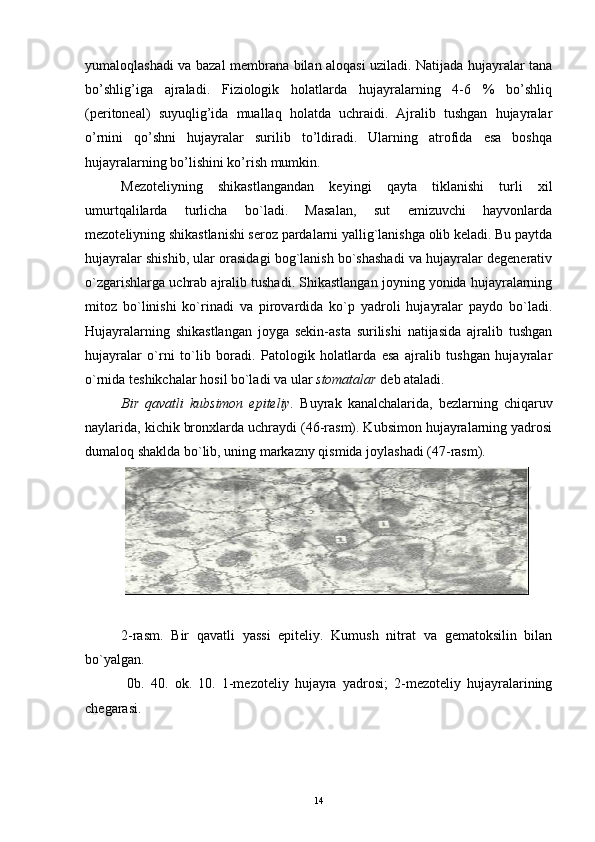 yumaloqlashadi va bazal membrana bilan aloqasi uziladi. Natijada hujayralar tana
bo’shlig’iga   ajraladi.   Fiziologik   holatlarda   hujayralarning   4-6   %   bo’shliq
(peritoneal)   suyuqlig’ida   muallaq   holatda   uchraidi.   Ajralib   tushgan   hujayralar
o’rnini   qo’shni   hujayralar   surilib   to’ldiradi.   Ularning   atrofida   esa   boshqa
hujayralarning bo’lishini ko’rish mumkin. 
Mezoteliyning   shikastlangandan   keyingi   qayta   tiklanishi   turli   xil
umurtqalilarda   turlicha   bo`ladi.   Masalan,   sut   emizuvchi   hayvonlarda
mezoteliyning shikastlanishi seroz pardalarni yallig`lanishga olib keladi. Bu paytda
hujayralar shishib, ular orasidagi bog`lanish bo`shashadi va hujayralar degenerativ
o`zgarishlarga uchrab ajralib tushadi. Shikastlangan joyning yonida hujayralarning
mitoz   bo`linishi   ko`rinadi   va   pirovardida   ko`p   yadroli   hujayralar   paydo   bo`ladi.
Hujayralarning   shikastlangan   joyga   sekin-asta   surilishi   natijasida   ajralib   tushgan
hujayralar   o`rni   to`lib   boradi.   Patologik   holatlarda   esa   ajralib   tushgan   hujayralar
o`rnida teshikchalar hosil bo`ladi va ular  stomatalar  deb ataladi.
Bir   qavatli   kubsimon   epiteliy.   Buyrak   kanalchalarida,   bezlarning   chiqaruv
naylarida, kichik bronxlarda uchraydi (46-rasm). Kubsimon hujayralarning yadrosi
dumaloq shaklda bo`lib, uning markazny qismida joylashadi (47-rasm).
 
2-rasm.   Bir   qavatli   yassi   epiteliy.   Kumush   nitrat   va   gematoksilin   bilan
bo`yalgan.
  0b.   40.   ok.   10.   1-mezoteliy   hujayra   yadrosi;   2-mezoteliy   hujayralarining
chegarasi.
14 