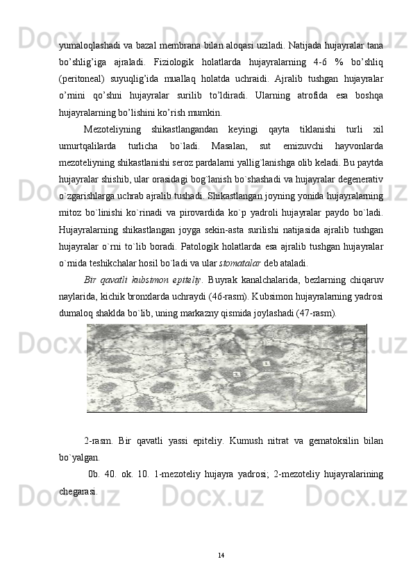 yumaloqlashadi va bazal membrana bilan aloqasi uziladi. Natijada hujayralar tana
bo’shlig’iga   ajraladi.   Fiziologik   holatlarda   hujayralarning   4-6   %   bo’shliq
(peritoneal)   suyuqlig’ida   muallaq   holatda   uchraidi.   Ajralib   tushgan   hujayralar
o’rnini   qo’shni   hujayralar   surilib   to’ldiradi.   Ularning   atrofida   esa   boshqa
hujayralarning bo’lishini ko’rish mumkin. 
Mezoteliyning   shikastlangandan   keyingi   qayta   tiklanishi   turli   xil
umurtqalilarda   turlicha   bo`ladi.   Masalan,   sut   emizuvchi   hayvonlarda
mezoteliyning shikastlanishi seroz pardalarni yallig`lanishga olib keladi. Bu paytda
hujayralar shishib, ular orasidagi bog`lanish bo`shashadi va hujayralar degenerativ
o`zgarishlarga uchrab ajralib tushadi. Shikastlangan joyning yonida hujayralarning
mitoz   bo`linishi   ko`rinadi   va   pirovardida   ko`p   yadroli   hujayralar   paydo   bo`ladi.
Hujayralarning   shikastlangan   joyga   sekin-asta   surilishi   natijasida   ajralib   tushgan
hujayralar   o`rni   to`lib   boradi.   Patologik   holatlarda   esa   ajralib   tushgan   hujayralar
o`rnida teshikchalar hosil bo`ladi va ular  stomatalar  deb ataladi.
Bir   qavatli   kubsimon   epiteliy.   Buyrak   kanalchalarida,   bezlarning   chiqaruv
naylarida, kichik bronxlarda uchraydi (46-rasm). Kubsimon hujayralarning yadrosi
dumaloq shaklda bo`lib, uning markazny qismida joylashadi (47-rasm).
 
2-rasm.   Bir   qavatli   yassi   epiteliy.   Kumush   nitrat   va   gematoksilin   bilan
bo`yalgan.
  0b.   40.   ok.   10.   1-mezoteliy   hujayra   yadrosi;   2-mezoteliy   hujayralarining
chegarasi.
14