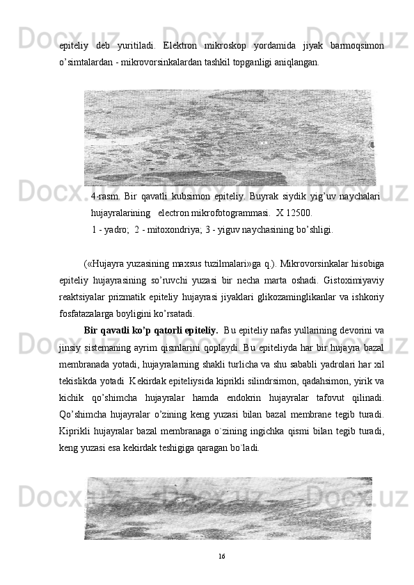 epiteliy   deb   yuritiladi.   Elektron   mikroskop   yordamida   jiyak   barmoqsimon
o’simtalardan - mikrovorsinkalardan tashkil topganligi aniqlangan.
4-rasm.   Bir   qavatli   kubsimon   epiteliy.   Buyrak   siydik   yig’uv   naychalari  
hujayralarining  electron mikrofotogrammasi.  X 12500.
   1 - yadro;  2 - mitoxondriya; 3 - yiguv naychasining bo’shligi.
( « Hujayra yuzasining maxsus tuzilmalari » ga q.). Mikrovorsinkalar hisobiga
epiteliy   hujayrasining   so’ruvchi   yuzasi   bir   necha   marta   oshadi.   Gistoximiyaviy
reaktsiyalar   prizmatik   epiteliy   hujayrasi   jiyaklari   glikozaminglikanlar   va   ishkoriy
fosfatazalarga boyligini ko’rsatadi.
Bir qavatli ko’p qatorli epiteliy.    Bu epiteliy nafas yullarining devorini va
jinsiy   sistemaning   ayrim   qismlarini   qoplaydi.   Bu   epiteliyda   har   bir   hujayra   bazal
membranada yotadi, hujayralarning shakli turlicha va shu sababli yadrolari har xil
tekislikda yotadi  Kekirdak epiteliysida kiprikli silindrsimon, qadahsimon, yirik va
kichik   qo’shimcha   hujayralar   hamda   endokrin   hujayralar   tafovut   qilinadi.
Qo’shimcha   hujayralar   o’zining   keng   yuzasi   bilan   bazal   membrane   tegib   turadi.
Kiprikli   hujayralar   bazal   membranaga   o`zining   ingichka   qismi   bilan   tegib   turadi,
keng yuzasi esa kekirdak teshigiga qaragan bo`ladi.
16