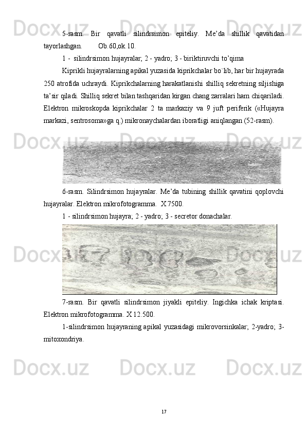 5-rasm.   Bir   qavatli   silindrsimon   epiteliy.   Me’da   shillik   qavatidan
tayorlashgan.  Ob.60,ok.10.
1 -  silindrsimon hujayralar; 2 - yadro; 3 - biriktiruvchi to’qima
Kiprikli hujayralarning apikal yuzasida kiprikchalar bo`lib, har bir hujayrada
250 atrofida uchraydi. Kiprikchalarning harakatlanishi   shilliq sekretning siljishiga
ta’sir qiladi. Shilliq sekret bilan tashqaridan kirgan chang zarralari ham chiqariladi.
Elektron   mikroskopda   kiprikchalar   2   ta   markaziy   va   9   juft   periferik   («Hujayra
markazi, sentrosoma»ga q.) mikronaychalardan iboratligi aniqlangan (52-rasm).
6-rasm.   Silindrsimon   hujayralar.   Me’da   tubining   shillik   qavatini   qoplovchi
hujayralar. Elektron mikrofotogramma.  X 7500.
1 - silindrsimon hujayra; 2 - yadro; 3 - secretor donachalar.
7-rasm.   Bir   qavatli   silindrsimon   jiyakli   epiteliy.   Ingichka   ichak   kriptasi.
Elektron mikrofotogramma. X 12.500.
1-silindrsimon  hujayraning apikal   yuzasidagi  mikrovorsinkalar;   2-yadro;   3-
mitoxondriya.
17