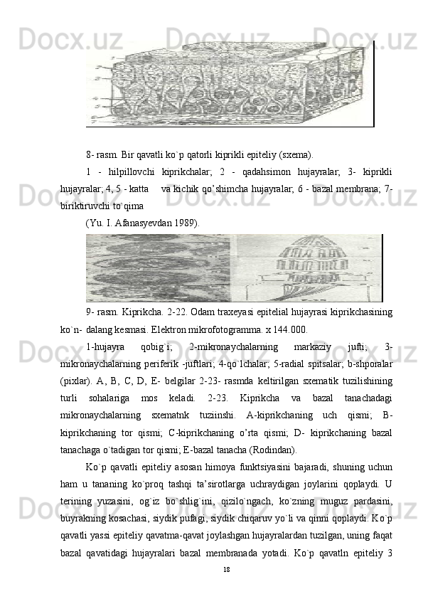 8- rasm. Bir qavatli ko`p qatorli kiprikli epiteliy (sxema).
1   -   hilpillovchi   kiprikchalar;   2   -   qadahsimon   hujayralar;   3-   kiprikli
hujayralar; 4, 5 - katta  va kichik qo’shimcha hujayralar; 6 - bazal membrana; 7-
biriktiruvchi to`qima 
(Yu. I. Afanasyevdan 1989).
9- rasm. Kiprikcha. 2-22. Odam traxeyasi epitelial hujayrasi kiprikchasining
ko`n- dalang kesmasi. Elektron mikrofotogramma. x 144.000.
1-hujayra   qobig`i;   2-mikronaychalarning   markaziy   jufti;   3-
mikronaychalarning  periferik  -juftlari;   4-qo`lchalar;   5-radial  spitsalar;   b-shporalar
(pixlar).   A,   B,   C,   D,   E-   belgilar   2-23-   rasmda   keltirilgan   sxematik   tuzilishining
turli   sohalariga   mos   keladi.   2-23.   Kiprikcha   va   bazal   tanachadagi
mikronaychalarning   sxematnk   tuziinshi.   A-kiprikchaning   uch   qismi;   B-
kiprikchaning   tor   qismi;   C-kiprikchaning   o’rta   qismi;   D-   kiprikchaning   bazal
tanachaga o`tadigan tor qismi; E-bazal tanacha (Rodindan).
Ko`p   qavatli   epiteliy   asosan   himoya   funktsiyasini   bajaradi,   shuning   uchun
ham   u   tananing   ko`proq   tashqi   ta’sirotlarga   uchraydigan   joylarini   qoplaydi.   U
terining   yuzasini,   og`iz   bo`shlig`ini,   qizilo`ngach,   ko`zning   muguz   pardasini,
buyrakning kosachasi, siydik pufagi, siydik chiqaruv yo`li va qinni qoplaydi. Ko`p
qavatli yassi epiteliy qavatma-qavat joylashgan hujayralardan tuzilgan, uning faqat
bazal   qavatidagi   hujayralari   bazal   membranada   yotadi.   Ko`p   qavatln   epiteliy   3
18 