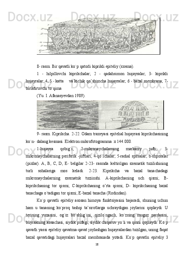 8- rasm. Bir qavatli ko`p qatorli kiprikli epiteliy (sxema).
1   -   hilpillovchi   kiprikchalar;   2   -   qadahsimon   hujayralar;   3-   kiprikli
hujayralar; 4, 5 - katta  va kichik qo’shimcha hujayralar; 6 - bazal membrana; 7-
biriktiruvchi to`qima 
(Yu. I. Afanasyevdan 1989).
9- rasm. Kiprikcha. 2-22. Odam traxeyasi epitelial hujayrasi kiprikchasining
ko`n- dalang kesmasi. Elektron mikrofotogramma. x 144.000.
1-hujayra   qobig`i;   2-mikronaychalarning   markaziy   jufti;   3-
mikronaychalarning  periferik  -juftlari;   4-qo`lchalar;   5-radial  spitsalar;   b-shporalar
(pixlar).   A,   B,   C,   D,   E-   belgilar   2-23-   rasmda   keltirilgan   sxematik   tuzilishining
turli   sohalariga   mos   keladi.   2-23.   Kiprikcha   va   bazal   tanachadagi
mikronaychalarning   sxematnk   tuziinshi.   A-kiprikchaning   uch   qismi;   B-
kiprikchaning   tor   qismi;   C-kiprikchaning   o’rta   qismi;   D-   kiprikchaning   bazal
tanachaga o`tadigan tor qismi; E-bazal tanacha (Rodindan).
Ko`p   qavatli   epiteliy   asosan   himoya   funktsiyasini   bajaradi,   shuning   uchun
ham   u   tananing   ko`proq   tashqi   ta’sirotlarga   uchraydigan   joylarini   qoplaydi.   U
terining   yuzasini,   og`iz   bo`shlig`ini,   qizilo`ngach,   ko`zning   muguz   pardasini,
buyrakning kosachasi, siydik pufagi, siydik chiqaruv yo`li va qinni qoplaydi. Ko`p
qavatli yassi epiteliy qavatma-qavat joylashgan hujayralardan tuzilgan, uning faqat
bazal   qavatidagi   hujayralari   bazal   membranada   yotadi.   Ko`p   qavatln   epiteliy   3
18