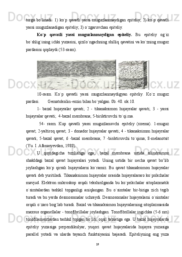 turga bo`linadi:  1)  ko`p qavatli  yassi  muguzlanmaydigan  epiteliy;  2)  ko`p qavatli
yassi muguzlanadigan epiteliy; 3) o`zgaruvchan epiteliy.
Ko`p   qavatli   yassi   muguzlanmaydigan   epiteliy.   Bu   epiteliy   og`iz
bo`shlig`ining ichki yuzasini, qizilo`ngachning shilliq qavatini va ko`zning muguz
pardasini qoplaydi (53-rasm).
 
10-rasm.   Ko`p   qavatli   yassi   muguzlanmaydigyan   epiteliy.   Ko`z   muguz
pardasi.  Gematoksilin-eozin bilan bo`yalgan. 0b. 40. ok.10. 
1-   bazal   hujayralar   qavati;   2   -   tikanaksimon   hujayralar   qavati;   3   -   yassi
hujayralar qavati;  4-bazal membrana; 5-biriktiruvchi to`qi.ma.
  54-   rasm.   Kup   qavatli   yassi   muguzlanuvchi   epiteliy   (sxema).   1-muguz
qavat; 2-yaltiroq qavat; 3   -   donador hujayralar qavati; 4 - tikanaksimon hujayralar
qavati;   5-bazal   qavat;   6   -bazal   membrana;   7   -biriktiruvchi   to`qima;   8-melanotsit
(Yu. I. Afanasyevdan, 1989).
U   quyidagicha   tuzilishga   ega;.   bazal   membrana   ustida   silindrsimon
shakldagi   bazal   qavat   hujayralari   yotadi.   Uning   ustida   bir   necha   qavat   bo’lib
joylashgan   ko`p   qirrali   hujayralarni   ko`ramiz.   Bu   qavat   tikanaksimon   hujayralar
qavati deb yuritiladi. Tikanaksimon hujayralar orasida hujayralararo ko`prikchalar
mavjud.   Elektron   mikroskop   orqali   tekshirilganda   bu   ko`prikchalar   sitoplazmatik
o`simtalardan   tashkil   topganligi   aniqlangan.   Bu   o`simtalar   bir-biriga   zich   tegib
turadi va bu yerda desmosomalar uchraydi. Desmosomalar hujayralarni o`simtalar
orqali o`zaro bog`lab turadi. Bazal va tikanaksimon hujayralarning sitoplazmasida
maxsus organellalar - tonofibrillalar joylashgan. Tonofibrillalar ingichka (5-6 nm)
tonofilamentlardan tashkil topgan bo`lib, oqsil tabiatiga ega. U bazal hujayralarda
epiteliy   yuzasiga   perpendikulyar,   yuqori   qavat   hujayralarida   hujayra   yuzasiga
parallel   yotadi   va   ularda   tayanch   funktsiyasini   bajaradi.   Epiteliyning   eng   yuza
19 