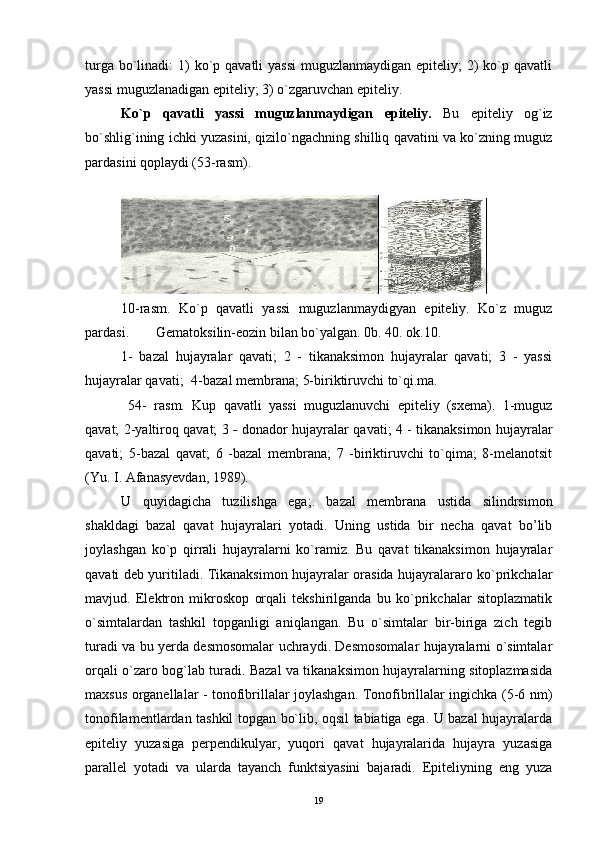 turga bo`linadi:  1)  ko`p qavatli  yassi  muguzlanmaydigan  epiteliy;  2)  ko`p qavatli
yassi muguzlanadigan epiteliy; 3) o`zgaruvchan epiteliy.
Ko`p   qavatli   yassi   muguzlanmaydigan   epiteliy.   Bu   epiteliy   og`iz
bo`shlig`ining ichki yuzasini, qizilo`ngachning shilliq qavatini va ko`zning muguz
pardasini qoplaydi (53-rasm).
 
10-rasm.   Ko`p   qavatli   yassi   muguzlanmaydigyan   epiteliy.   Ko`z   muguz
pardasi.  Gematoksilin-eozin bilan bo`yalgan. 0b. 40. ok.10. 
1-   bazal   hujayralar   qavati;   2   -   tikanaksimon   hujayralar   qavati;   3   -   yassi
hujayralar qavati;  4-bazal membrana; 5-biriktiruvchi to`qi.ma.
  54-   rasm.   Kup   qavatli   yassi   muguzlanuvchi   epiteliy   (sxema).   1-muguz
qavat; 2-yaltiroq qavat; 3   -   donador hujayralar qavati; 4 - tikanaksimon hujayralar
qavati;   5-bazal   qavat;   6   -bazal   membrana;   7   -biriktiruvchi   to`qima;   8-melanotsit
(Yu. I. Afanasyevdan, 1989).
U   quyidagicha   tuzilishga   ega;.   bazal   membrana   ustida   silindrsimon
shakldagi   bazal   qavat   hujayralari   yotadi.   Uning   ustida   bir   necha   qavat   bo’lib
joylashgan   ko`p   qirrali   hujayralarni   ko`ramiz.   Bu   qavat   tikanaksimon   hujayralar
qavati deb yuritiladi. Tikanaksimon hujayralar orasida hujayralararo ko`prikchalar
mavjud.   Elektron   mikroskop   orqali   tekshirilganda   bu   ko`prikchalar   sitoplazmatik
o`simtalardan   tashkil   topganligi   aniqlangan.   Bu   o`simtalar   bir-biriga   zich   tegib
turadi va bu yerda desmosomalar uchraydi. Desmosomalar hujayralarni o`simtalar
orqali o`zaro bog`lab turadi. Bazal va tikanaksimon hujayralarning sitoplazmasida
maxsus organellalar - tonofibrillalar joylashgan. Tonofibrillalar ingichka (5-6 nm)
tonofilamentlardan tashkil topgan bo`lib, oqsil tabiatiga ega. U bazal hujayralarda
epiteliy   yuzasiga   perpendikulyar,   yuqori   qavat   hujayralarida   hujayra   yuzasiga
parallel   yotadi   va   ularda   tayanch   funktsiyasini   bajaradi.   Epiteliyning   eng   yuza
19