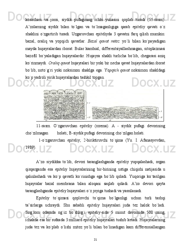 kosachasi   va   jomi,   siydik   pufagining   ichki   yuzasini   qoplab   turadi   (55-rasm).
A’zolarning   siydik   bilan   to`lgan   va   to`lmaganligiga   qarab   epiteliy   qavati   o`z
shaklini   o`zgartirib   turadi.   Uzgaruvchan   epiteliyda   3   qavatni   farq   qilish   mumkin:
bazal,   oraliq   va   yopqich   qavatlar.   Bazal   qavat   mitoz   yo`li   bilan   ko`payadigan
mayda hujayralardan iborat. Bular  kambial, differentsiyallashmagan,  sitoplazmasi
bazofil   bo`yaladigan   hujayralardir.   Hujayra   shakli   turlicha   bo`lib,   chegarasi   aniq
ko`rinmaydi.  Oraliq qavat  hujayralari bir yoki bir necha qavat hujayralardan iborat
bo`lib,   noto`g`ri   yoki   noksimon   shaklga   ega.   Yo pqich   qavat   noksimon   shakldagi
ko`p yadroli yirik hujayralardan tashkil topgan.
11-rasm.   O`zgaruvchan   epiteliy   (sxema).   A   -   siydik   pufagi   devorining
cho`zilmagan  holati; B-siydik pufagi devorining cho`zilgan holati.
  1-o`zgaruvchan   epiteliy;   2-biriktiruvchi   to`qima   (Yu.   I.   Afanasyevdan,
1989).
A’zo   siydikka   to`lib,   devori   taranglashganda   epiteliy   yupqalashadi,   organ
qisqarganda   esa   epiteliy   hujayralarining   bir-birining   ustiga   chiqishi   natijasida   u
qalinlashadi   va   ko`p   qavatli   ko`rinishga   ega   bo`lib   qoladi.   Yuqoriga   ko`tarilgan
hujayralar   bazal   membrana   bilan   aloqani   saqlab   qoladi.   A’zo   devori   qayta
taranglashganda epiteliy hujayralari o`z joyiga tushadi va yassilanadi.
Epiteliy   to`qimasi   qoplovchi   to`qima   bo`lganligi   uchun   turli   tashqi
ta’sirlarga   uchraydi.   Shu   sababli   epiteliy   hujayralari   juda   tez   halok   bo`ladi.
Sog`lom   odamda   og`iz   bo`shlig`i   epiteliy-sida   5   minut   davomida   500   ming,
ichakda esa bir sutkada 3 milliard epiteliy hujayralari tushib ketadi. Hujayralarning
juda   tez   va   ko`plab   o`lishi   mitoz   yo`li   bilan   bo`linadigan   kam   differensiallangan
21 