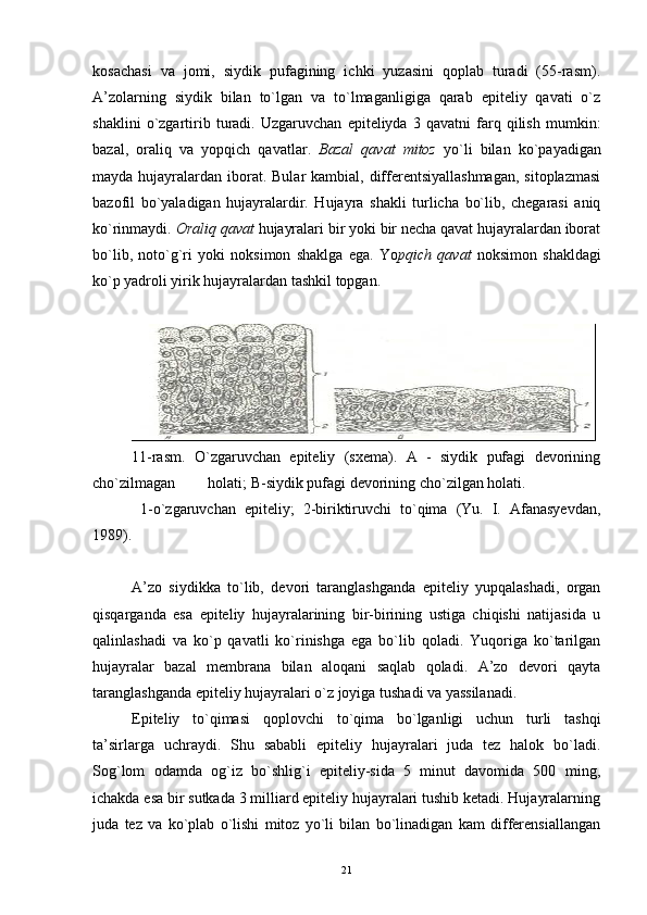 kosachasi   va   jomi,   siydik   pufagining   ichki   yuzasini   qoplab   turadi   (55-rasm).
A’zolarning   siydik   bilan   to`lgan   va   to`lmaganligiga   qarab   epiteliy   qavati   o`z
shaklini   o`zgartirib   turadi.   Uzgaruvchan   epiteliyda   3   qavatni   farq   qilish   mumkin:
bazal,   oraliq   va   yopqich   qavatlar.   Bazal   qavat   mitoz   yo`li   bilan   ko`payadigan
mayda hujayralardan iborat. Bular  kambial, differentsiyallashmagan,  sitoplazmasi
bazofil   bo`yaladigan   hujayralardir.   Hujayra   shakli   turlicha   bo`lib,   chegarasi   aniq
ko`rinmaydi.  Oraliq qavat  hujayralari bir yoki bir necha qavat hujayralardan iborat
bo`lib,   noto`g`ri   yoki   noksimon   shaklga   ega.   Yo pqich   qavat   noksimon   shakldagi
ko`p yadroli yirik hujayralardan tashkil topgan.
11-rasm.   O`zgaruvchan   epiteliy   (sxema).   A   -   siydik   pufagi   devorining
cho`zilmagan  holati; B-siydik pufagi devorining cho`zilgan holati.
  1-o`zgaruvchan   epiteliy;   2-biriktiruvchi   to`qima   (Yu.   I.   Afanasyevdan,
1989).
A’zo   siydikka   to`lib,   devori   taranglashganda   epiteliy   yupqalashadi,   organ
qisqarganda   esa   epiteliy   hujayralarining   bir-birining   ustiga   chiqishi   natijasida   u
qalinlashadi   va   ko`p   qavatli   ko`rinishga   ega   bo`lib   qoladi.   Yuqoriga   ko`tarilgan
hujayralar   bazal   membrana   bilan   aloqani   saqlab   qoladi.   A’zo   devori   qayta
taranglashganda epiteliy hujayralari o`z joyiga tushadi va yassilanadi.
Epiteliy   to`qimasi   qoplovchi   to`qima   bo`lganligi   uchun   turli   tashqi
ta’sirlarga   uchraydi.   Shu   sababli   epiteliy   hujayralari   juda   tez   halok   bo`ladi.
Sog`lom   odamda   og`iz   bo`shlig`i   epiteliy-sida   5   minut   davomida   500   ming,
ichakda esa bir sutkada 3 milliard epiteliy hujayralari tushib ketadi. Hujayralarning
juda   tez   va   ko`plab   o`lishi   mitoz   yo`li   bilan   bo`linadigan   kam   differensiallangan
21