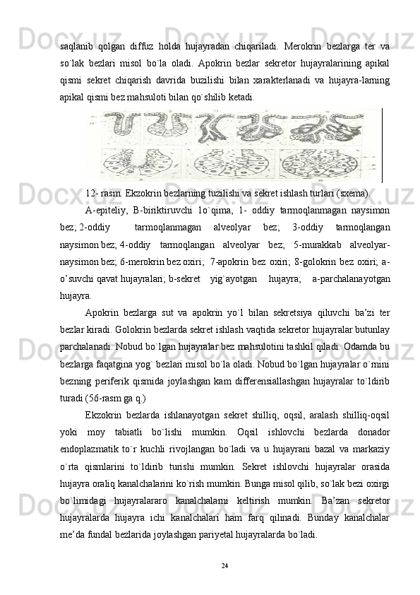 saqlanib   qolgan   diffuz   holda   hujayradan   chiqariladi.   Merokrin   bezlarga   ter   va
so`lak   bezlari   misol   bo`la   oladi.   Apokrin   bezlar   sekretor   hujayralarining   apikal
qismi   sekret   chiqarish   davrida   buzilishi   bilan   xarakterlanadi   va   hujayra-larning
apikal qismi bez mahsuloti bilan qo`shilib ketadi. 
12- rasm. Ekzokrin bezlarning tuzilishi va sekret ishlash turlari (sxema).
A-epiteliy,   B-biriktiruvchi   1o`qima,   1-   oddiy   tarmoqlanmagan   naysimon
bez; 2-oddiy  tarmoqlanmagan   alveolyar   bez;   3-oddiy   tarmoqlangan
naysimon bez; 4-oddiy  tarmoqlangan   alveolyar   bez;   5-murakkab   alveolyar-
naysimon bez; 6-merokrin bez oxiri;  7-apokrin   bez   oxiri;   8-golokrin   bez   oxiri;   a-
o’suvchi qavat hujayralari; b-sekret  yig`ayotgan   hujayra;   a-parchalanayotgan
hujayra.
Apokrin   bezlarga   sut   va   apokrin   yo`l   bilan   sekretsiya   qiluvchi   ba’zi   ter
bezlar kiradi. Golokrin bezlarda sekret ishlash vaqtida sekretor hujayralar butunlay
parchalanadi. Nobud bo`lgan hujayralar bez mahsulotini tashkil qiladi. Odamda bu
bezlarga faqatgina yog` bezlari misol bo`la oladi. Nobud bo`lgan hujayralar o`rnini
bezning   periferik   qismida   joylashgan   kam   differensiallashgan   hujayralar   to`ldirib
turadi (56-rasm ga q.)
Ekzokrin   bezlarda   ishlanayotgan   sekret   shilliq,   oqsil,   aralash   shilliq-oqsil
yoki   moy   tabiatli   bo`lishi   mumkin.   Oqsil   ishlovchi   bezlarda   donador
endoplazmatik   to`r   kuchli   rivojlangan   bo`ladi   va   u   hujayrani   bazal   va   markaziy
o`rta   qismlarini   to`ldirib   turishi   mumkin.   Sekret   ishlovchi   hujayralar   orasida
hujayra oraliq kanalchalarini ko`rish mumkin. Bunga misol qilib, so`lak bezi oxirgi
bo`limidagi   hujayralararo   kanalchalarni   keltirish   mumkin.   Ba’zan   sekretor
hujayralarda   hujayra   ichi   kanalchalari   ham   farq   qilinadi.   Bunday   kanalchalar
me’da fundal bezlarida joylashgan pariyetal hujayralarda bo`ladi.
24 