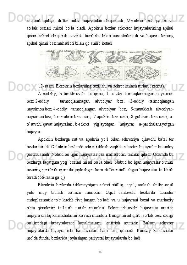 saqlanib   qolgan   diffuz   holda   hujayradan   chiqariladi.   Merokrin   bezlarga   ter   va
so`lak   bezlari   misol   bo`la   oladi.   Apokrin   bezlar   sekretor   hujayralarining   apikal
qismi   sekret   chiqarish   davrida   buzilishi   bilan   xarakterlanadi   va   hujayra-larning
apikal qismi bez mahsuloti bilan qo`shilib ketadi. 
12- rasm. Ekzokrin bezlarning tuzilishi va sekret ishlash turlari (sxema).
A-epiteliy,   B-biriktiruvchi   1o`qima,   1-   oddiy   tarmoqlanmagan   naysimon
bez; 2-oddiy  tarmoqlanmagan   alveolyar   bez;   3-oddiy   tarmoqlangan
naysimon bez; 4-oddiy  tarmoqlangan   alveolyar   bez;   5-murakkab   alveolyar-
naysimon bez; 6-merokrin bez oxiri;  7-apokrin   bez   oxiri;   8-golokrin   bez   oxiri;   a-
o’suvchi qavat hujayralari; b-sekret  yig`ayotgan   hujayra;   a-parchalanayotgan
hujayra.
Apokrin   bezlarga   sut   va   apokrin   yo`l   bilan   sekretsiya   qiluvchi   ba’zi   ter
bezlar kiradi. Golokrin bezlarda sekret ishlash vaqtida sekretor hujayralar butunlay
parchalanadi. Nobud bo`lgan hujayralar bez mahsulotini tashkil qiladi. Odamda bu
bezlarga faqatgina yog` bezlari misol bo`la oladi. Nobud bo`lgan hujayralar o`rnini
bezning   periferik   qismida   joylashgan   kam   differensiallashgan   hujayralar   to`ldirib
turadi (56-rasm ga q.)
Ekzokrin   bezlarda   ishlanayotgan   sekret   shilliq,   oqsil,   aralash   shilliq-oqsil
yoki   moy   tabiatli   bo`lishi   mumkin.   Oqsil   ishlovchi   bezlarda   donador
endoplazmatik   to`r   kuchli   rivojlangan   bo`ladi   va   u   hujayrani   bazal   va   markaziy
o`rta   qismlarini   to`ldirib   turishi   mumkin.   Sekret   ishlovchi   hujayralar   orasida
hujayra oraliq kanalchalarini ko`rish mumkin. Bunga misol qilib, so`lak bezi oxirgi
bo`limidagi   hujayralararo   kanalchalarni   keltirish   mumkin.   Ba’zan   sekretor
hujayralarda   hujayra   ichi   kanalchalari   ham   farq   qilinadi.   Bunday   kanalchalar
me’da fundal bezlarida joylashgan pariyetal hujayralarda bo`ladi.
24