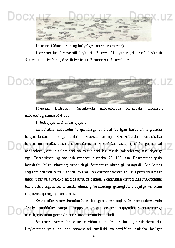 14-rasm. Odam qonining bo`yalgan surtmasi (sxema).
1-eritrotsitlar; 2-neytrofil' leykotsit; 3-eozinofil leykotsit; 4-bazofil leykotsit
5-kichik  limfotsit; 6-yirik limfotsit; 7-monotsit; 8-trombotsitlar.
15-rasm.   Eritrotsit.   Rastglovchi   mikroskopda   ko`rinishi.   Elektron
mikrofotogramma  X 4.000. 
1- botiq qismi; 2-qabariq qismi.
Eritrotsitlar   kislorodni   to`qimalarga   va   hosil   bo`lgan   karbonat   angidridni
to`qimalardan   o`pkaga   tashib   beruvchi   asosiy   elementlardir.   Eritrotsitlar
to`qimaning   nafas   olish   protsessida   ishtirok   etishdan   tashqari,   o`zlariga   har   xil
moddalarni,   aminokislotalarni   va   toksinlarni   biriktirish   (adsorbsiya)   xususiyatiga
zga.   Eritrotsitlarning   yashash   muddati   o`rtacha   90-   120   kun.   Eritrotsitlar   qariy
boshlashi   bilan   ularning   tarkibidagi   fermentlar   aktivligi   pasayadi.   Bir   kunda
sog`lom odamda o`rta hisobda 250 million eritrotsit yemiriladi. Bu protsess asosan
taloq, jigar va suyak ko`migida amalga oshadi. Yemirilgan eritrotsitlar makrofaglar
tomonidan   fagotsitoz   qilinadi,   ularning   tarkibidagi   gemoglobin   oqsilga   va   temir
saqlovchi qismga parchalanadi.
Eritrotsitlar   yemirilishidan   hosil   bo`lgan   temir   saqlovchi   gemosiderin   yoki
ferritin   moddalari   yangi   taraqqiy   etayotgan   eritroid   hujayralar   sitoplazmasiga
tushib, qaytadan gemoglo-bin sintezi uchun ishlatiladi.
Bu   termin   yunoncha   leikos   so`zidan   kelib   chiqqan   bo`lib,   oqish   demakdir.
Leykotsitlar   yoki   oq   qon   tanachalari   tuzilishi   va   vazifalari   turlicha   bo`lgan
32 