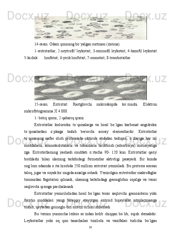 14-rasm. Odam qonining bo`yalgan surtmasi (sxema).
1-eritrotsitlar; 2-neytrofil' leykotsit; 3-eozinofil leykotsit; 4-bazofil leykotsit
5-kichik  limfotsit; 6-yirik limfotsit; 7-monotsit; 8-trombotsitlar.
15-rasm.   Eritrotsit.   Rastglovchi   mikroskopda   ko`rinishi.   Elektron
mikrofotogramma  X 4.000. 
1- botiq qismi; 2-qabariq qismi.
Eritrotsitlar   kislorodni   to`qimalarga   va   hosil   bo`lgan   karbonat   angidridni
to`qimalardan   o`pkaga   tashib   beruvchi   asosiy   elementlardir.   Eritrotsitlar
to`qimaning   nafas   olish   protsessida   ishtirok   etishdan   tashqari,   o`zlariga   har   xil
moddalarni,   aminokislotalarni   va   toksinlarni   biriktirish   (adsorbsiya)   xususiyatiga
zga.   Eritrotsitlarning   yashash   muddati   o`rtacha   90-   120   kun.   Eritrotsitlar   qariy
boshlashi   bilan   ularning   tarkibidagi   fermentlar   aktivligi   pasayadi.   Bir   kunda
sog`lom odamda o`rta hisobda 250 million eritrotsit yemiriladi. Bu protsess asosan
taloq, jigar va suyak ko`migida amalga oshadi. Yemirilgan eritrotsitlar makrofaglar
tomonidan   fagotsitoz   qilinadi,   ularning   tarkibidagi   gemoglobin   oqsilga   va   temir
saqlovchi qismga parchalanadi.
Eritrotsitlar   yemirilishidan   hosil   bo`lgan   temir   saqlovchi   gemosiderin   yoki
ferritin   moddalari   yangi   taraqqiy   etayotgan   eritroid   hujayralar   sitoplazmasiga
tushib, qaytadan gemoglo-bin sintezi uchun ishlatiladi.
Bu   termin   yunoncha   leikos   so`zidan   kelib   chiqqan   bo`lib,   oqish   demakdir.
Leykotsitlar   yoki   oq   qon   tanachalari   tuzilishi   va   vazifalari   turlicha   bo`lgan
32