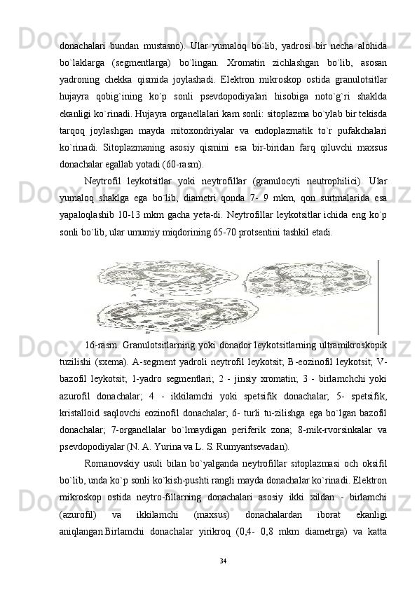 donachalari   bundan   mustasno).   Ular   yumaloq   bo`lib,   yadrosi   bir   necha   alohida
bo`laklarga   (segmentlarga)   bo`lingan.   Xromatin   zichlashgan   bo`lib,   asosan
yadroning   chekka   qismida   joylashadi.   Elektron   mikroskop   ostida   granulotsitlar
hujayra   qobig`ining   ko`p   sonli   psevdopodiyalari   hisobiga   noto`g`ri   shaklda
ekanligi ko`rinadi. Hujayra organellalari kam sonli: sitoplazma bo`ylab bir tekisda
tarqoq   joylashgan   mayda   mitoxondriyalar   va   endoplazmatik   to`r   pufakchalari
ko`rinadi.   Sitoplazmaning   asosiy   qismini   esa   bir-biridan   farq   qiluvchi   maxsus
donachalar egallab yotadi (60-rasm).
Neytrofil   leykotsitlar   yoki   neytrofillar   (granulocyti   neutrophilici).   Ular
yumaloq   shaklga   ega   bo`lib,   diametri   qonda   7-   9   mkm,   qon   surtmalarida   esa
yapaloqlashib  10-13 mkm  gacha yeta-di. Neytrofillar  leykotsitlar  ichida eng ko`p
sonli bo`lib, ular umumiy miqdorining 65-70 protsentini tashkil etadi.
16-rasm.  Granulotsitlarning yoki  donador  leykotsitlarning ultramikroskopik
tuzilishi   (sxema).   A-segment   yadroli   neytrofil   leykotsit;   B-eozinofil   leykotsit;   V-
bazofil   leykotsit;   1-yadro   segmentlari;   2   -   jinsiy   xromatin;   3   -   birlamchchi   yoki
azurofil   donachalar;   4   -   ikkilamchi   yoki   spetsifik   donachalar;   5-   spetsifik,
kristalloid   saqlovchi   eozinofil   donachalar;   6-   turli   tu-zilishga   ega   bo`lgan   bazofil
donachalar;   7-organellalar   bo`lmaydigan   periferik   zona;   8-mik-rvorsinkalar   va
psevdopodiyalar (N. A. Yurina va L. S. Rumyantsevadan).
Romanovskiy   usuli   bilan   bo`yalganda   neytrofillar   sitoplazmasi   och   oksifil
bo`lib, unda ko`p sonli ko`kish-pushti rangli mayda donachalar ko`rinadi. Elektron
mikroskop   ostida   neytro-fillarning   donachalari   asosiy   ikki   xildan   -   birlamchi
(azurofil)   va   ikkilamchi   (maxsus)   donachalardan   iborat   ekanligi
aniqlangan.Birlamchi   donachalar   yirikroq   (0,4-   0,8   mkm   diametrga)   va   katta
34 