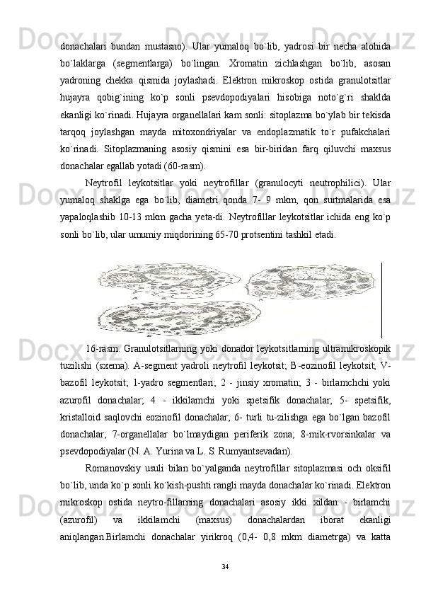 donachalari   bundan   mustasno).   Ular   yumaloq   bo`lib,   yadrosi   bir   necha   alohida
bo`laklarga   (segmentlarga)   bo`lingan.   Xromatin   zichlashgan   bo`lib,   asosan
yadroning   chekka   qismida   joylashadi.   Elektron   mikroskop   ostida   granulotsitlar
hujayra   qobig`ining   ko`p   sonli   psevdopodiyalari   hisobiga   noto`g`ri   shaklda
ekanligi ko`rinadi. Hujayra organellalari kam sonli: sitoplazma bo`ylab bir tekisda
tarqoq   joylashgan   mayda   mitoxondriyalar   va   endoplazmatik   to`r   pufakchalari
ko`rinadi.   Sitoplazmaning   asosiy   qismini   esa   bir-biridan   farq   qiluvchi   maxsus
donachalar egallab yotadi (60-rasm).
Neytrofil   leykotsitlar   yoki   neytrofillar   (granulocyti   neutrophilici).   Ular
yumaloq   shaklga   ega   bo`lib,   diametri   qonda   7-   9   mkm,   qon   surtmalarida   esa
yapaloqlashib  10-13 mkm  gacha yeta-di. Neytrofillar  leykotsitlar  ichida eng ko`p
sonli bo`lib, ular umumiy miqdorining 65-70 protsentini tashkil etadi.
16-rasm.  Granulotsitlarning yoki  donador  leykotsitlarning ultramikroskopik
tuzilishi   (sxema).   A-segment   yadroli   neytrofil   leykotsit;   B-eozinofil   leykotsit;   V-
bazofil   leykotsit;   1-yadro   segmentlari;   2   -   jinsiy   xromatin;   3   -   birlamchchi   yoki
azurofil   donachalar;   4   -   ikkilamchi   yoki   spetsifik   donachalar;   5-   spetsifik,
kristalloid   saqlovchi   eozinofil   donachalar;   6-   turli   tu-zilishga   ega   bo`lgan   bazofil
donachalar;   7-organellalar   bo`lmaydigan   periferik   zona;   8-mik-rvorsinkalar   va
psevdopodiyalar (N. A. Yurina va L. S. Rumyantsevadan).
Romanovskiy   usuli   bilan   bo`yalganda   neytrofillar   sitoplazmasi   och   oksifil
bo`lib, unda ko`p sonli ko`kish-pushti rangli mayda donachalar ko`rinadi. Elektron
mikroskop   ostida   neytro-fillarning   donachalari   asosiy   ikki   xildan   -   birlamchi
(azurofil)   va   ikkilamchi   (maxsus)   donachalardan   iborat   ekanligi
aniqlangan.Birlamchi   donachalar   yirikroq   (0,4-   0,8   mkm   diametrga)   va   katta
34