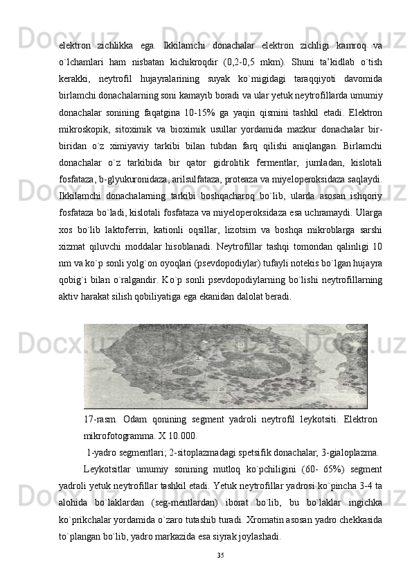 elektron   zichlikka   ega.   Ikkilamchi   donachalar   elektron   zichligi   kamroq   va
o`lchamlari   ham   nisbatan   kichikroqdir   (0,2-0,5   mkm).   Shuni   ta’kidlab   o`tish
kerakki,   neytrofil   hujayralarining   suyak   ko`migidagi   taraqqiyoti   davomida
birlamchi donachalarning soni kamayib boradi va ular yetuk neytrofillarda umumiy
donachalar   sonining   faqatgina   10-15%   ga   yaqin   qismini   tashkil   etadi.   Elektron
mikroskopik,   sitoximik   va   bioximik   usullar   yordamida   mazkur   donachalar   bir-
biridan   o`z   ximiyaviy   tarkibi   bilan   tubdan   farq   qilishi   aniqlangan.   Birlamchi
donachalar   o`z   tarkibida   bir   qator   gidrolitik   fermentlar,   jumladan,   kislotali
fosfataza, b-glyukuronidaza, arilsulfataza, proteaza va miyeloperoksidaza saqlaydi.
Ikkilamchi   donachalarning   tarkibi   boshqacharoq   bo`lib,   ularda   asosan   ishqoriy
fosfataza bo`ladi, kislotali fosfataza va miyeloperoksidaza esa uchramaydi. Ularga
xos   bo`lib   laktoferrin,   kationli   oqsillar,   lizotsim   va   boshqa   mikroblarga   sarshi
xizmat   qiluvchi   moddalar   hisoblanadi.   Neytrofillar   tashqi   tomondan   qalinligi   10
nm va ko`p sonli yolg`on oyoqlari (psevdopodiylar) tufayli notekis bo`lgan hujayra
qobig`i   bilan   o`ralgandir.   Ko`p   sonli   psevdopodiylarning   bo`lishi   neytrofillarning
aktiv harakat silish qobiliyatiga ega ekanidan dalolat beradi.
17-rasm.   Odam   qonining   segment   yadroli   neytrofil   leykotsiti.   Elektron  
mikrofotogramma. X 10.000.
 1-yadro segmentlari; 2-sitoplazmadagi spetsifik donachalar; 3-gialoplazma. 
Leykotsitlar   umumiy   sonining   mutloq   ko`pchiligini   (60-   65%)   segment
yadroli yetuk neytrofillar tashkil etadi. Yetuk neytrofillar yadrosi ko`pincha 3-4 ta
alohida   bo`laklardan   (seg-mentlardan)   iborat   bo`lib,   bu   bo`laklar   ingichka
ko`prikchalar yordamida o`zaro tutashib turadi. Xromatin asosan yadro chekkasida
to`plangan bo`lib, yadro markazida esa siyrak joylashadi.  
35 