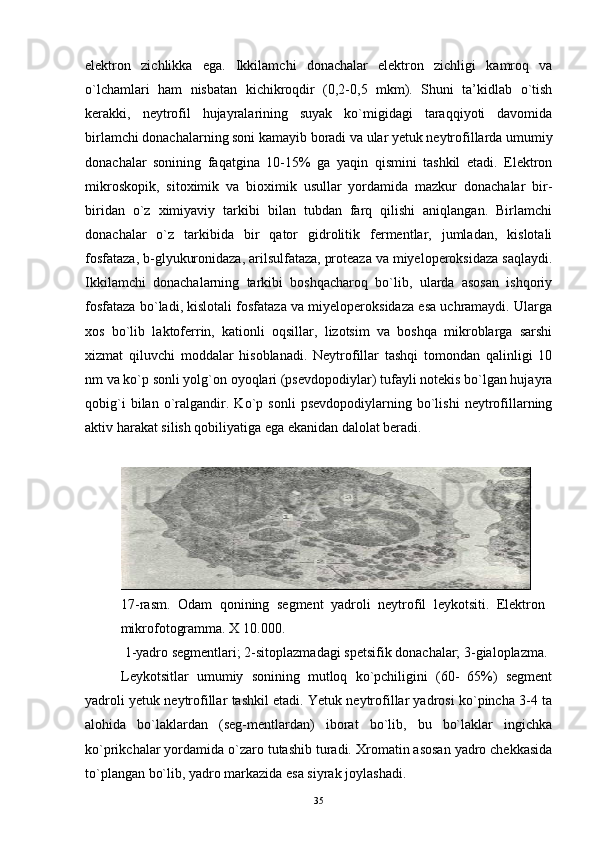 elektron   zichlikka   ega.   Ikkilamchi   donachalar   elektron   zichligi   kamroq   va
o`lchamlari   ham   nisbatan   kichikroqdir   (0,2-0,5   mkm).   Shuni   ta’kidlab   o`tish
kerakki,   neytrofil   hujayralarining   suyak   ko`migidagi   taraqqiyoti   davomida
birlamchi donachalarning soni kamayib boradi va ular yetuk neytrofillarda umumiy
donachalar   sonining   faqatgina   10-15%   ga   yaqin   qismini   tashkil   etadi.   Elektron
mikroskopik,   sitoximik   va   bioximik   usullar   yordamida   mazkur   donachalar   bir-
biridan   o`z   ximiyaviy   tarkibi   bilan   tubdan   farq   qilishi   aniqlangan.   Birlamchi
donachalar   o`z   tarkibida   bir   qator   gidrolitik   fermentlar,   jumladan,   kislotali
fosfataza, b-glyukuronidaza, arilsulfataza, proteaza va miyeloperoksidaza saqlaydi.
Ikkilamchi   donachalarning   tarkibi   boshqacharoq   bo`lib,   ularda   asosan   ishqoriy
fosfataza bo`ladi, kislotali fosfataza va miyeloperoksidaza esa uchramaydi. Ularga
xos   bo`lib   laktoferrin,   kationli   oqsillar,   lizotsim   va   boshqa   mikroblarga   sarshi
xizmat   qiluvchi   moddalar   hisoblanadi.   Neytrofillar   tashqi   tomondan   qalinligi   10
nm va ko`p sonli yolg`on oyoqlari (psevdopodiylar) tufayli notekis bo`lgan hujayra
qobig`i   bilan   o`ralgandir.   Ko`p   sonli   psevdopodiylarning   bo`lishi   neytrofillarning
aktiv harakat silish qobiliyatiga ega ekanidan dalolat beradi.
17-rasm.   Odam   qonining   segment   yadroli   neytrofil   leykotsiti.   Elektron  
mikrofotogramma. X 10.000.
 1-yadro segmentlari; 2-sitoplazmadagi spetsifik donachalar; 3-gialoplazma. 
Leykotsitlar   umumiy   sonining   mutloq   ko`pchiligini   (60-   65%)   segment
yadroli yetuk neytrofillar tashkil etadi. Yetuk neytrofillar yadrosi ko`pincha 3-4 ta
alohida   bo`laklardan   (seg-mentlardan)   iborat   bo`lib,   bu   bo`laklar   ingichka
ko`prikchalar yordamida o`zaro tutashib turadi. Xromatin asosan yadro chekkasida
to`plangan bo`lib, yadro markazida esa siyrak joylashadi.  
35