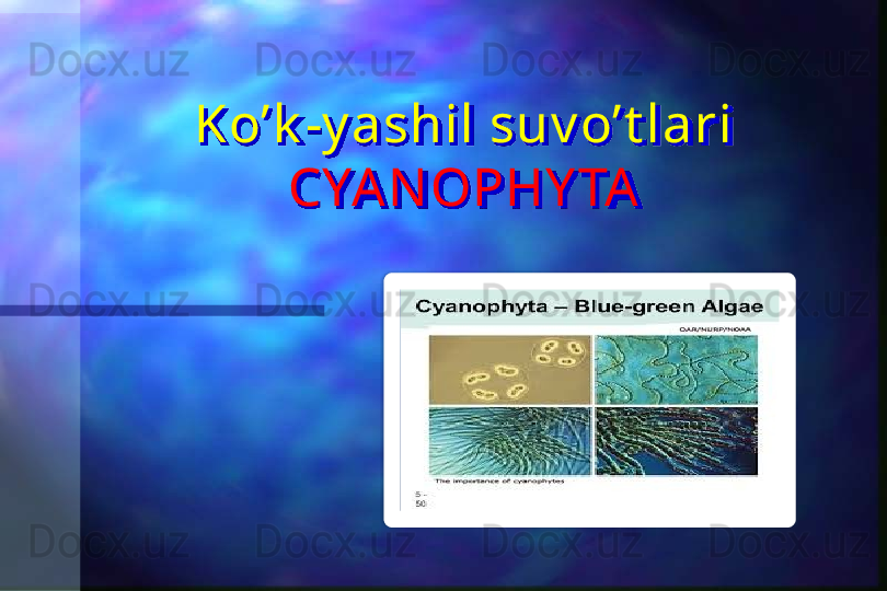 Ko’k -y ashil suv o’t lari 
CYAN OPHY TA    