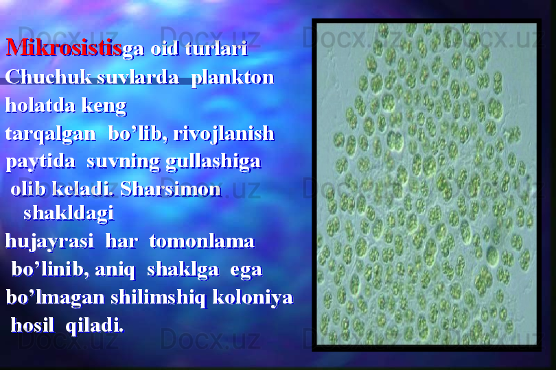 Mikrosistis ga oid turlari 
Chuchuk suvlarda  plankton 
holatda keng
tarqalgan  bo’lib, rivojlanish  
paytida  suvning gullashiga 
  olib keladi. Sharsimon 
shakldagi
hujayrasi  har  tomonlama
  bo’linib, aniq  shaklga  ega
bo’lmagan shilimshiq koloniya 
  hosil  qiladi.  