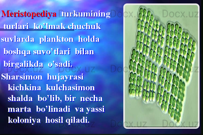 Meristopediya   turkumining 
  turlari  ko’lmak chuchuk  
suvlarda  plankton  holda 
  boshqa suvo’tlari  bilan 
  birgalikda  o’sadi.
Sharsimon  hujayrasi  
kichkina  kulchasimon  
shalda  bo’lib, bir  necha  
marta  bo’linadi  va yassi  
koloniya  hosil qiladi.  