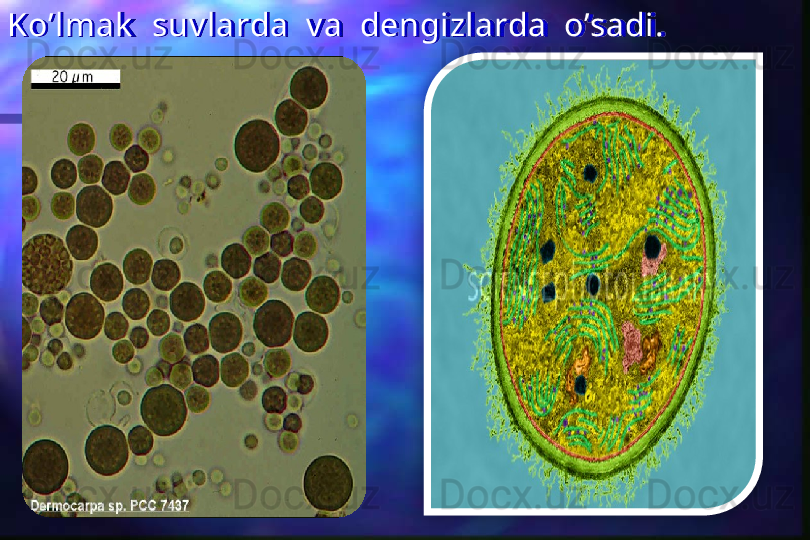 Ko’lmak   suv larda  v a  dengizlarda  o’sadi.   