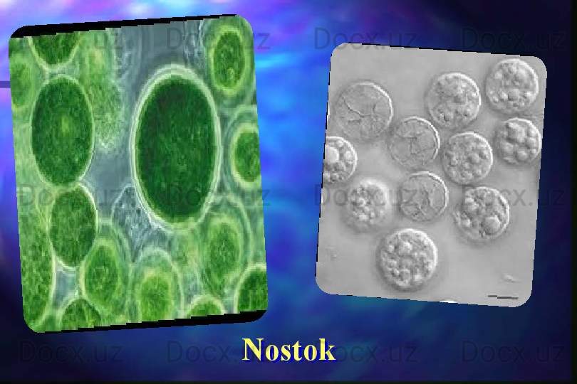 Nostok   