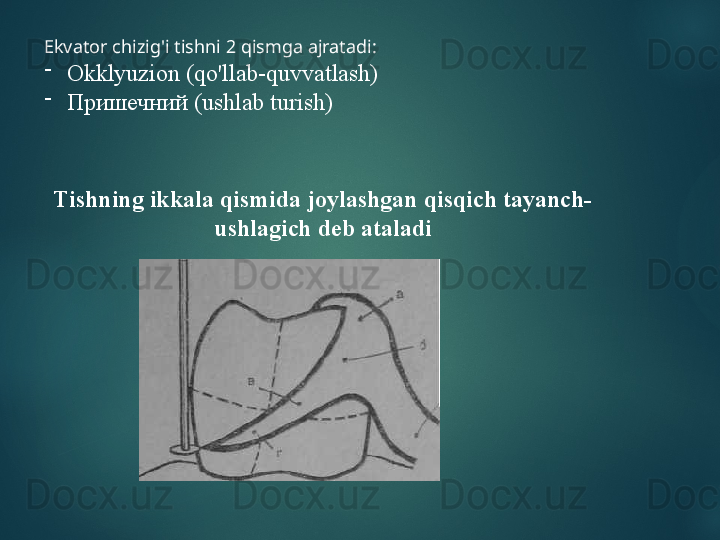 Tishning ikkala qismida joylashgan qisqich tayanch-
ushlagich deb ataladiEkvator chizig'i tishni 2 qismga ajratadi:
-
Okklyuzion (qo'llab-quvvatlash)
-
П ришечний (ushlab turish)  