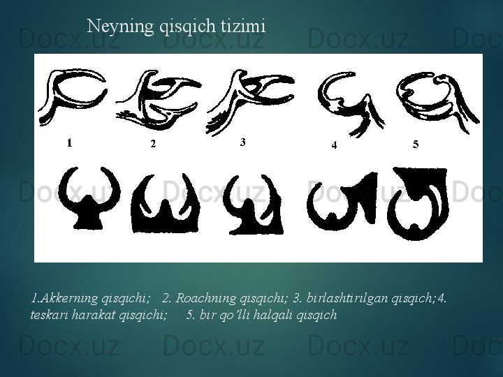 Neyning qisqich tizimi
1.Akkerning qisqichi;   2. Roachning qisqichi; 3. birlashtirilgan qisqich;4. 
teskari harakat qisqichi;     5. bir qo’lli halqali qisqich  