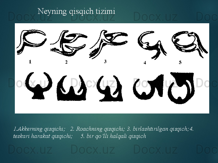 Neyning qisqich tizimi
1.Akkerning qisqichi;   2. Roachning qisqichi; 3. birlashtirilgan qisqich;4. 
teskari harakat qisqichi;     5. bir qo’lli halqali qisqich
