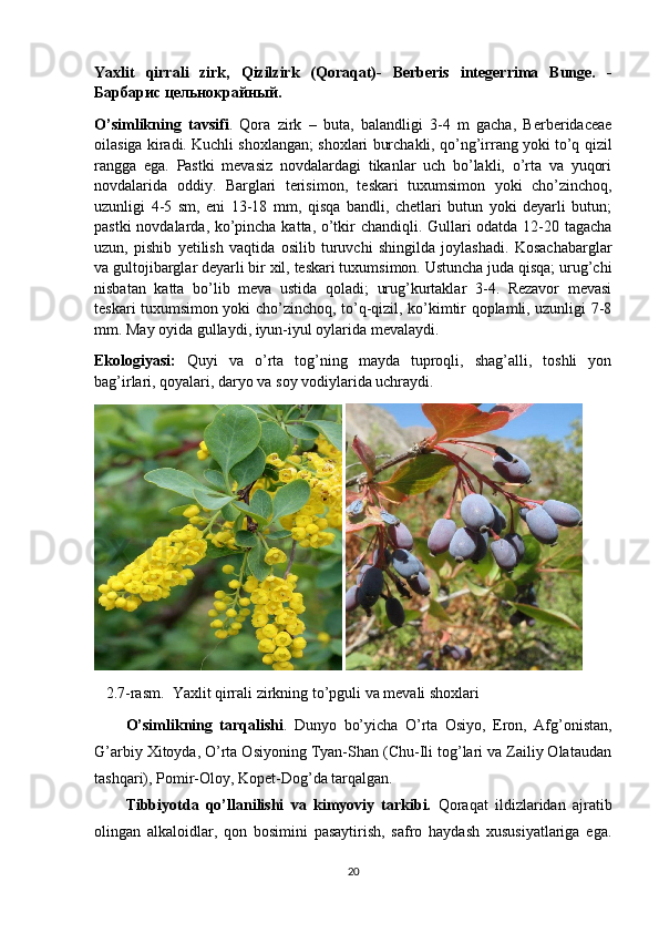 Yaxlit   qirrali   zirk,   Qizilzirk   (Qoraqat)-   Berberis   integerrima   Bunge.   -
Барбарис   цельнокрайный .
O’simlikning   tavsifi .   Qora   zirk   –   buta,   balandligi   3-4   m   gacha,   Berberidaceae
oilasiga kiradi. Kuchli shoxlangan; shoxlari burchakli, qo’ng’irrang yoki to’q qizil
rangga   ega.   Pastki   mevasiz   novdalardagi   tikanlar   uch   bo’lakli,   o’rta   va   yuqori
novdalarida   oddiy.   Barglari   terisimon,   teskari   tuxumsimon   yoki   cho’zinchoq,
uzunligi   4-5   sm,   eni   13-18   mm,   qisqa   bandli,   chetlari   butun   yoki   deyarli   butun;
pastki novdalarda, ko’pincha katta, o’tkir chandiqli. Gullari odatda 12-20 tagacha
uzun,   pishib   yetilish   vaqtida   osilib   turuvchi   shingilda   joylashadi.   Kosachabarglar
va gultojibarglar deyarli bir xil, teskari tuxumsimon. Ustuncha juda qisqa; urug’chi
nisbatan   katta   bo’lib   meva   ustida   qoladi;   urug’kurtaklar   3-4.   Rezavor   mevasi
teskari tuxumsimon yoki cho’zinchoq, to’q-qizil, ko’kimtir qoplamli, uzunligi 7-8
mm. May oyida gullaydi, iyun-iyul oylarida mevalaydi.
Ekologiyasi:   Quyi   va   o’rta   tog’ning   mayda   tuproqli,   shag’alli,   toshli   yon
bag’irlari, qoyalari, daryo va soy vodiylarida uchraydi. 
 
   2.7-rasm.  Yaxlit qirrali zirkning to’pguli va mevali shoxlari
O’simlikning   tarqalishi .   Dunyo   bo’yicha   O’rta   Osiyo,   Eron,   Afg’onistan,
G’arbiy Xitoyda, O’rta Osiyoning Tyan-Shan (Chu-Ili tog’lari va Zailiy Olataudan
tashqari), Pomir-Oloy, Kopet-Dog’da tarqalgan.
Tibbiyotda   qo’llanilishi   va   kimyoviy   tarkibi.   Qoraqat   ildizlaridan   ajratib
olingan   alkaloidlar,   qon   bosimini   pasaytirish,   safro   haydash   xususiyatlariga   ega.
20