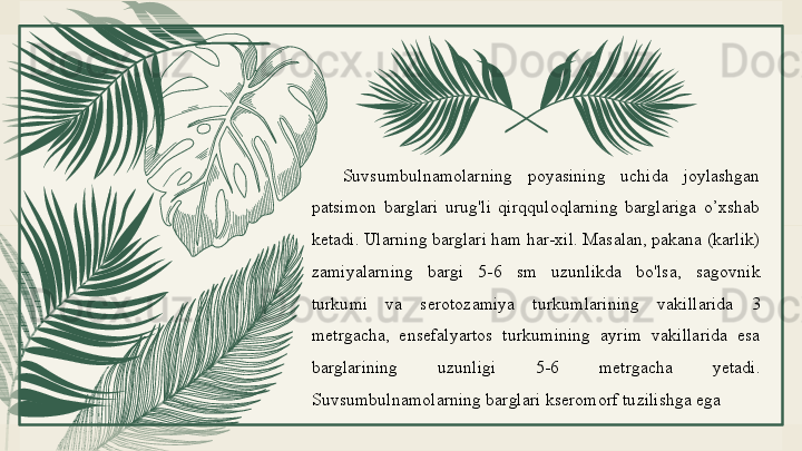 Suvsumbulnamolarning  poyasining  uchida  joylashgan 
patsimon  barglari  urug'li  qirqquloqlarning  barglariga  o’xshab 
ketadi. Ularning barglari ham har-xil. Masalan, pakana (karlik) 
zamiyalarning  bargi  5-6  sm  uzunlikda  bo'lsa,  sagovnik 
turkumi  va  serotozamiya  turkumlarining  vakillarida  3 
metrgacha,  ensefalyartos  turkumining  ayrim  vakillarida  esa 
barglarining  uzunligi  5-6  metrgacha  yetadi. 
Suvsumbulnamolarning barglari kseromorf tuzilishga ega 