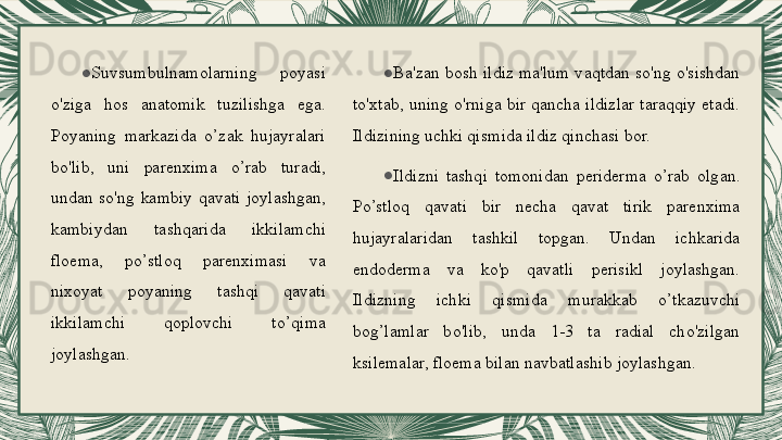 ●
Ba'zan bosh ildiz ma'lum vaqtdan so'ng o'sishdan 
to'xtab,  uning  o'rniga  bir  qancha ildizlar taraqqiy  etadi. 
Ildizining uchki qismida ildiz qinchasi bor.
●
Ildizni  tashqi  tomonidan  periderma  o’rab  olgan. 
Po’stloq  qavati  bir  necha  qavat  tirik  parenxima 
hujayralaridan  tashkil  topgan.  Undan  ichkarida 
endoderma  va  ko'p  qavatli  perisikl  joylashgan. 
Ildizning  ichki  qismida  murakkab  o’tkazuvchi 
bog’lamlar  bo'lib,  unda  1-3  ta  radial  cho'zilgan 
ksilemalar, floema bilan navbatlashib joylashgan.●
Suvsumbulnamolarning  poyasi 
o'ziga  hos  anatomik  tuzilishga  ega. 
Poyaning  markazida  o’zak  hujayralari 
bo'lib,  uni  parenxima  o’rab  turadi, 
undan  so'ng  kambiy  qavati  joylashgan, 
kambiydan  tashqarida  ikkilamchi 
floema,  po’stloq  parenximasi  va 
nixoyat  poyaning  tashqi  qavati 
ikkilamchi  qoplovchi  to’qima 
joylashgan. 