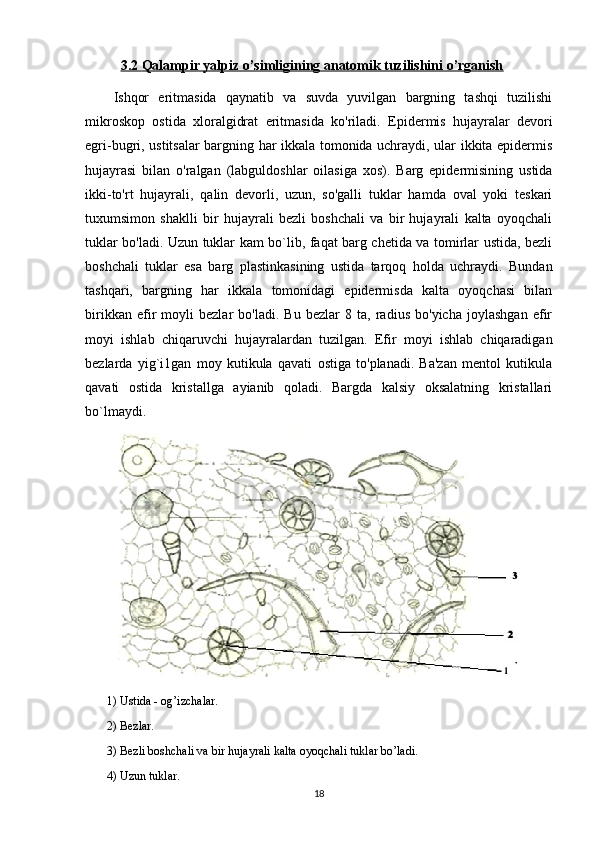 3.2     Qalampir yalpiz o’simligining anatomik tuzilishini o’rganish   
Ishqor   eritmasida   qaynatib   va   suvda   yuvilgan   bargning   tashqi   tuzilishi
mikroskop   ostida   xloralgidrat   eritmasida   ko'riladi.   Epidermis   hujayralar   devori
egri-bugri, ustitsalar bargning har ikkala tomonida uchraydi, ular ikkita epidermis
hujayrasi   bilan   o'ralgan   (labguldoshlar   oilasiga   xos).   Barg   epidermisining   ustida
ikki-to'rt   hujayrali,   qalin   devorli,   uzun,   so'galli   tuklar   hamda   oval   yoki   teskari
tuxumsimon   shaklli   bir   hujayrali   bezli   boshchali   va   bir   hujayrali   kalta   oyoqchali
tuklar bo'ladi. Uzun tuklar kam bo`lib, faqat barg chetida va tomirlar ustida, bezli
boshchali   tuklar   esa   barg   plastinkasining   ustida   tarqoq   holda   uchraydi.   Bundan
tashqari,   bargning   har   ikkala   tomonidagi   epidermisda   kalta   oyoqchasi   bilan
birikkan   efir   moyli   bezlar   bo'ladi.   Bu   bezlar   8   ta,   radius   bo'yicha   joylashgan   efir
moyi   ishlab   chiqaruvchi   hujayralardan   tuzilgan.   Efir   moyi   ishlab   chiqaradigan
bezlarda   yig`i1gan   moy   kutikula   qavati   ostiga   to'planadi.   Ba'zan   mentol   kutikula
qavati   ostida   kristallga   ayianib   qoladi.   Bargda   kalsiy   oksalatning   kristallari
bo`lmaydi.
1) Ustida - og’izchalar.
2) Bezlar.
3) Bezli boshchali va bir hujayrali kalta oyoqchali tuklar bo’ladi.
4) Uzun tuklar.
18 