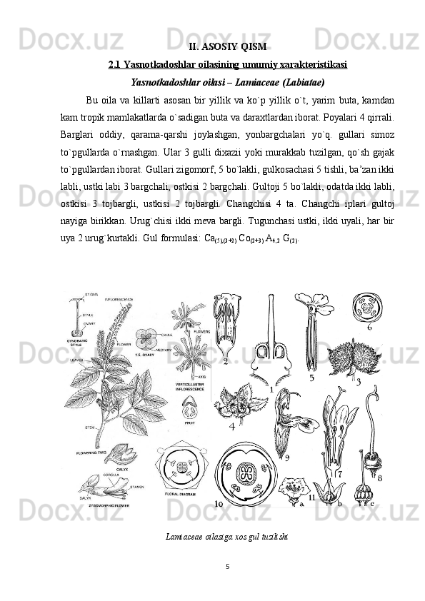 II. ASOSIY QISM
2.1 Yasnotkadoshlar oilasining umumiy xarakteristikasi
Yasnotkadoshlar oilasi – Lamiaceae (Labiatae)  
Bu   oila   va   killarti   asosan   bir   yillik   va   ko`p   yillik   o`t,   yarim   buta,   kamdan
kam tropik mamlakatlarda o`sadigan buta va daraxtlardan iborat. Poyalari 4 qirrali.
Barglari   oddiy,   qarama-qarshi   joylashgan,   yonbargchalari   yo`q.   gullari   simoz
to`pgullarda o`rnashgan. Ular 3 gulli dixazii  yoki murakkab tuzilgan, qo`sh gajak
to`pgullardan iborat. Gullari zigomorf, 5 bo`lakli, gulkosachasi 5 tishli, ba’zan ikki
labli, ustki labi 3 bargchali, ostkisi 2 bargchali. Gultoji 5 bo`lakli, odatda ikki labli,
ostkisi   3   tojbargli,   ustkisi   2   tojbargli.   Changchisi   4   ta.   Changchi   iplari   gultoj
nayiga birikkan. Urug`chisi ikki meva bargli. Tugunchasi ustki, ikki uyali, har bir
uya 2 urug`kurtakli. Gul formulasi: Ca
(5),(3+2)  Co
(2+3)  A
4,2  G
(2) .
Lamiaceae oilasiga xos gul tuzilishi
5 