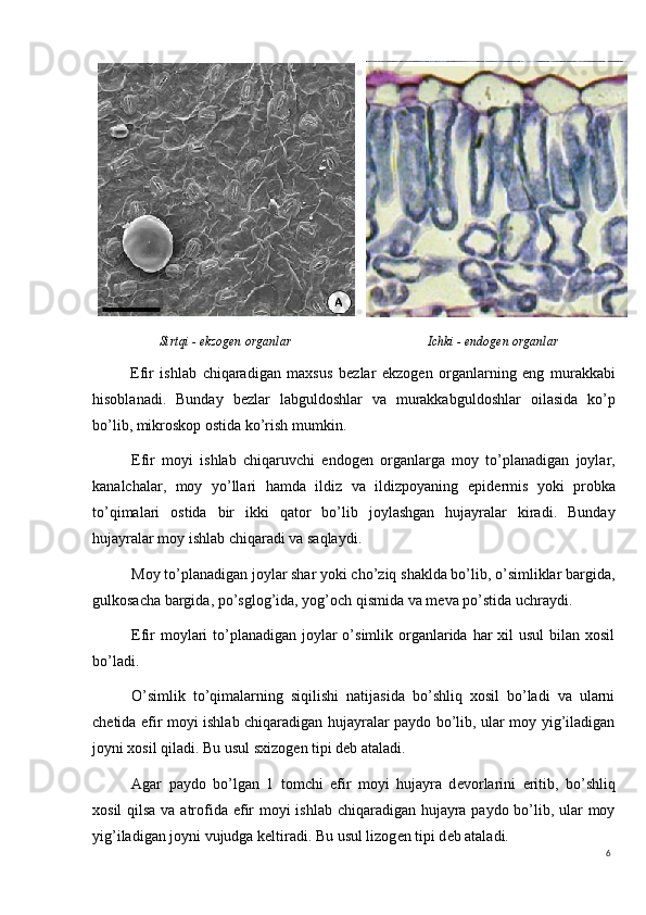 6Sirtqi - ekzogen organlar Ichki - endogen organlar
Efir   ishlab   chiqaradigan   maxsus   b е zlar   ekzog е n   organlarning   eng   murakkabi
hisoblanadi.   Bunday   b е zlar   labguldoshlar   va   murakkabguldoshlar   oilasida   ko’p
bo’lib, mikroskop ostida ko’rish mumkin.
Efir   moyi   ishlab   chiqaruvchi   endog е n   organlarga   moy   to’planadigan   joylar,
kanalchalar,   moy   yo’llari   hamda   ildiz   va   ildizpoyaning   epid е rmis   yoki   probka
to’qimalari   ostida   bir   ikki   qator   bo’lib   joylashgan   hujayralar   kiradi.   Bunday
hujayralar moy ishlab chiqaradi va saqlaydi.
Moy to’planadigan joylar shar yoki cho’ziq shaklda bo’lib, o’simliklar bargida,
gulkosacha bargida, po’sglog’ida,  yo g’och qismida va m е va po’stida uchraydi.
Efir  moylari  to’planadigan  joylar  o’simlik organlarida  har  xil  usul  bilan  xosil
bo’ladi.
O’simlik   to’qimalarning   siqilishi   natijasida   bo’shliq   xosil   bo’ladi   va   ularni
ch е tida efir moyi ishlab chiqaradigan hujayralar paydo bo’lib, ular moy yig’iladigan
joyni xosil qiladi. Bu usul sxizog е n tipi d е b ataladi.
Agar   paydo   bo’lgan   1   tomchi   efir   moyi   hujayra   d е vorlarini   eritib,   bo’shliq
xosil  qilsa va atrofida efir  moyi  ishlab chiqaradigan hujayra paydo bo’lib, ular moy
yig’iladigan joyni vujudga k е ltiradi. Bu usul lizog е n tipi d е b ataladi. 