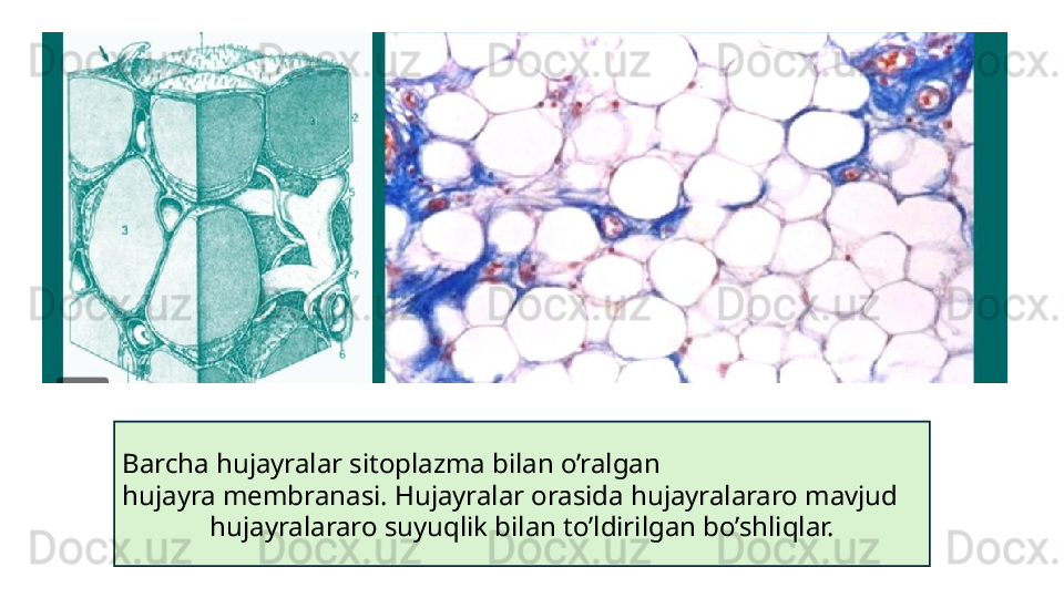 Barcha hujayralar sitoplazma bilan o’ralgan
hujayra membranasi. Hujayralar orasida hujayralararo mavjud
hujayralararo suyuqlik bilan to’ldirilgan bo’shliqlar. 