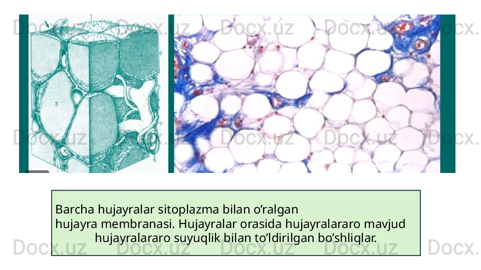 Barcha hujayralar sitoplazma bilan o’ralgan
hujayra membranasi. Hujayralar orasida hujayralararo mavjud
hujayralararo suyuqlik bilan to’ldirilgan bo’shliqlar.