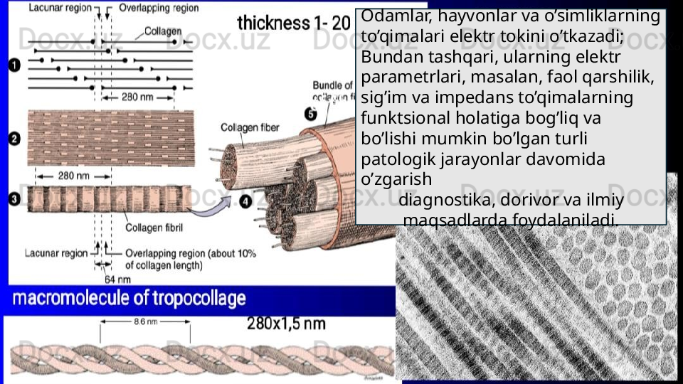 Odamlar, hayvonlar va o’simliklarning 
to’qimalari elektr tokini o’tkazadi;
Bundan tashqari, ularning elektr 
parametrlari, masalan, faol qarshilik,
sig’im va impedans to’qimalarning 
funktsional holatiga bog’liq va
bo’lishi mumkin bo’lgan turli 
patologik jarayonlar davomida 
o’zgarish
diagnostika, dorivor va ilmiy 
maqsadlarda foydalaniladi. 