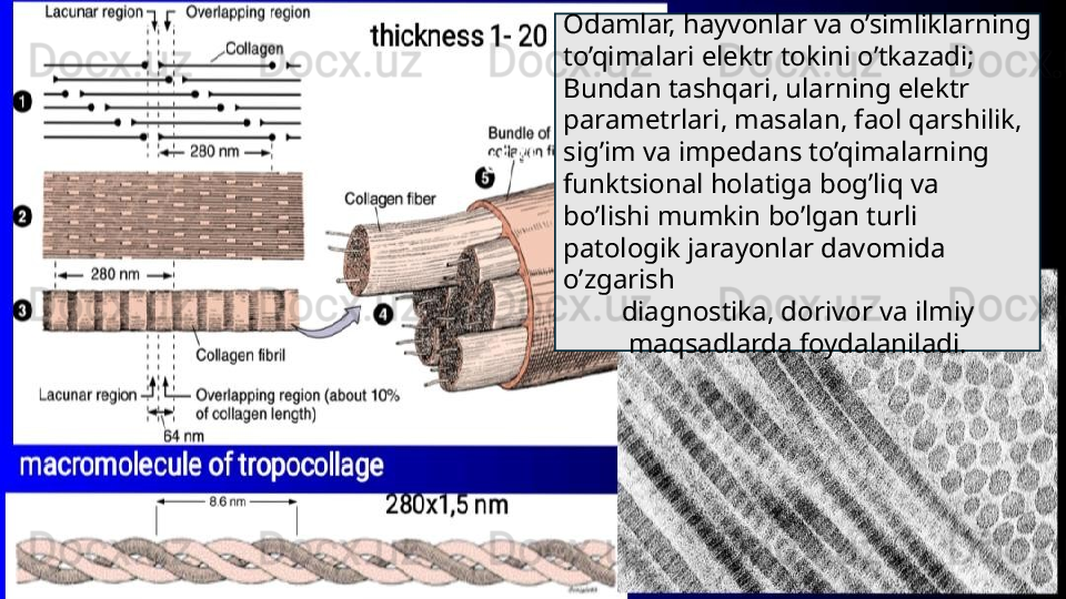 Odamlar, hayvonlar va o’simliklarning 
to’qimalari elektr tokini o’tkazadi;
Bundan tashqari, ularning elektr 
parametrlari, masalan, faol qarshilik,
sig’im va impedans to’qimalarning 
funktsional holatiga bog’liq va
bo’lishi mumkin bo’lgan turli 
patologik jarayonlar davomida 
o’zgarish
diagnostika, dorivor va ilmiy 
maqsadlarda foydalaniladi.