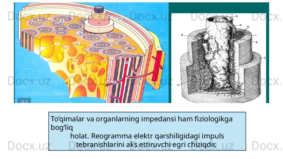 To’qimalar va organlarning impedansi ham fiziologikga 
bog’liq
holat. Reogramma elektr qarshiligidagi impuls 
tebranishlarini aks ettiruvchi egri chiziqdir.  