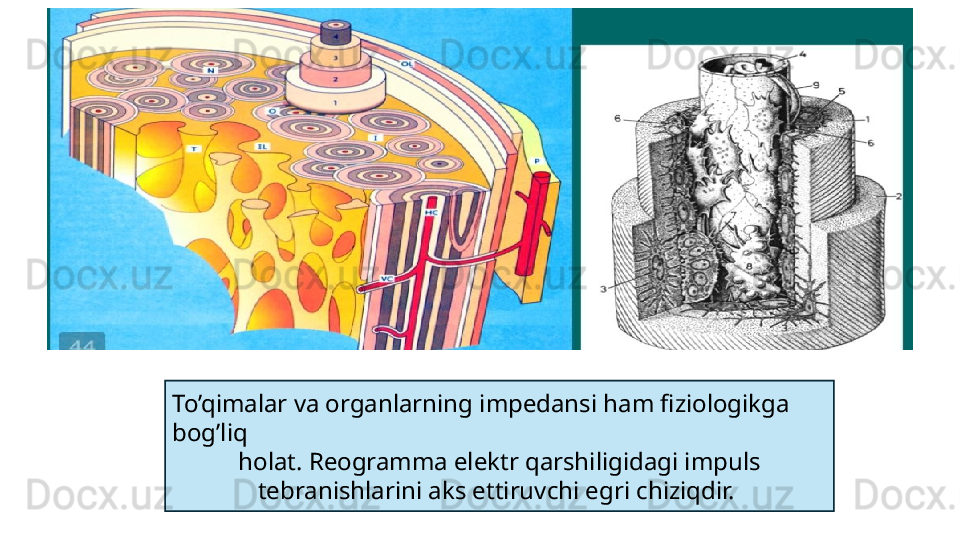 To’qimalar va organlarning impedansi ham fiziologikga 
bog’liq
holat. Reogramma elektr qarshiligidagi impuls 
tebranishlarini aks ettiruvchi egri chiziqdir.