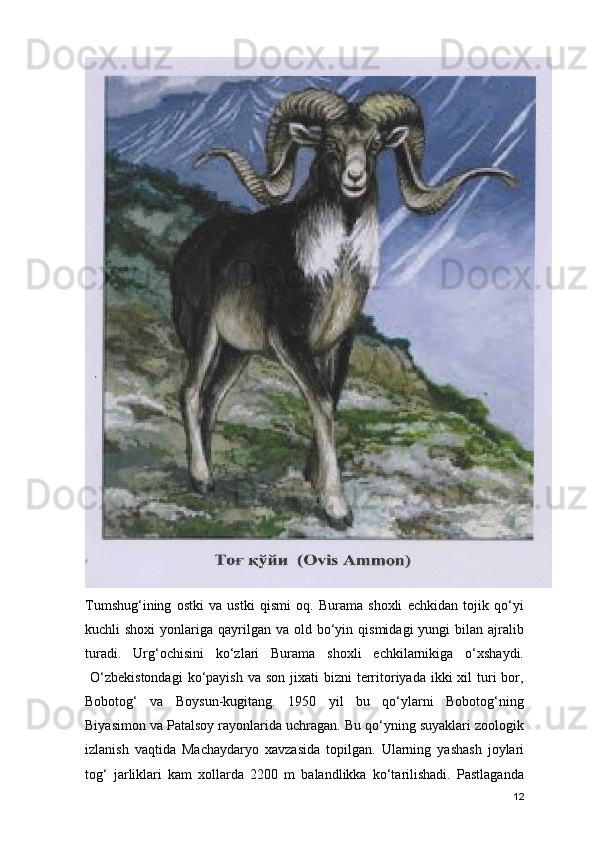 Tumshug‘ining   ostki   va   ustki   qismi   oq.   Burama   shoxli   echkidan   tojik   qo‘yi
kuchli  shoxi  yonlariga qayrilgan  va old  bo‘yin  qismidagi   yungi  bilan  ajralib
turadi.   Urg‘ochisini   ko‘zlari   Burama   shoxli   echkilarnikiga   o‘xshaydi.
  O‘zbekistondagi  ko‘payish  va  son  jixati   bizni  territoriyada  ikki  xil  turi  bor,
Bobotog‘   va   Boysun-kugitang.   1950   yil   bu   qo‘ylarni   Bobotog‘ning
Biyasimon va Patalsoy rayonlarida uchragan. Bu qo‘yning suyaklari zoologik
izlanish   vaqtida   Machaydaryo   xavzasida   topilgan.   Ularning   yashash   joylari
tog‘   jarliklari   kam   xollarda   2200   m   balandlikka   ko‘tarilishadi.   Pastlaganda
12